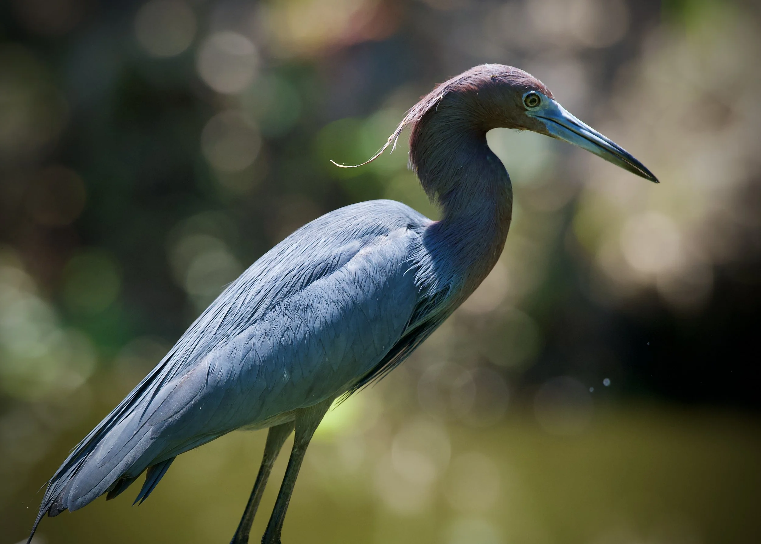 Little blue heron Glamour Shot, Lakeland