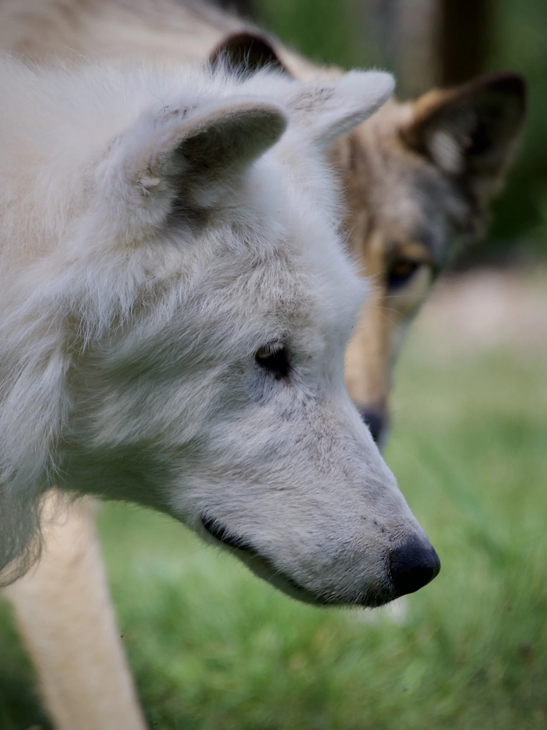 Nova, Yamnuska Wolfdog Sanctuary, Alberta