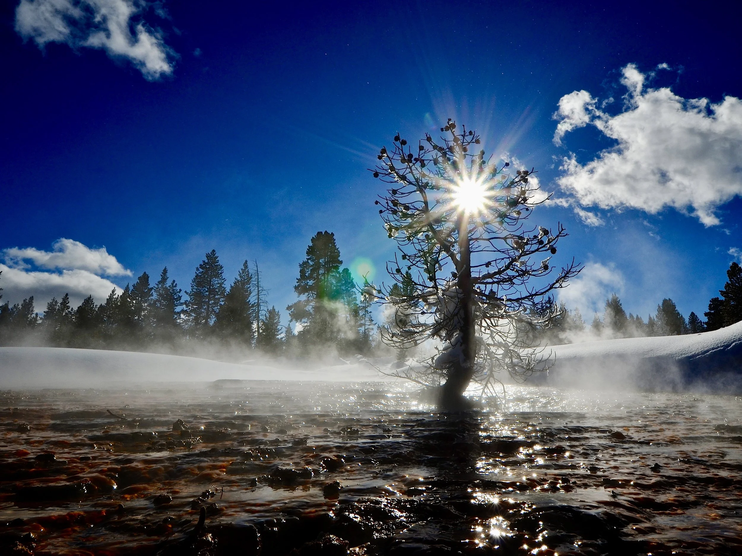 Tiny winter tree in Yellowstone