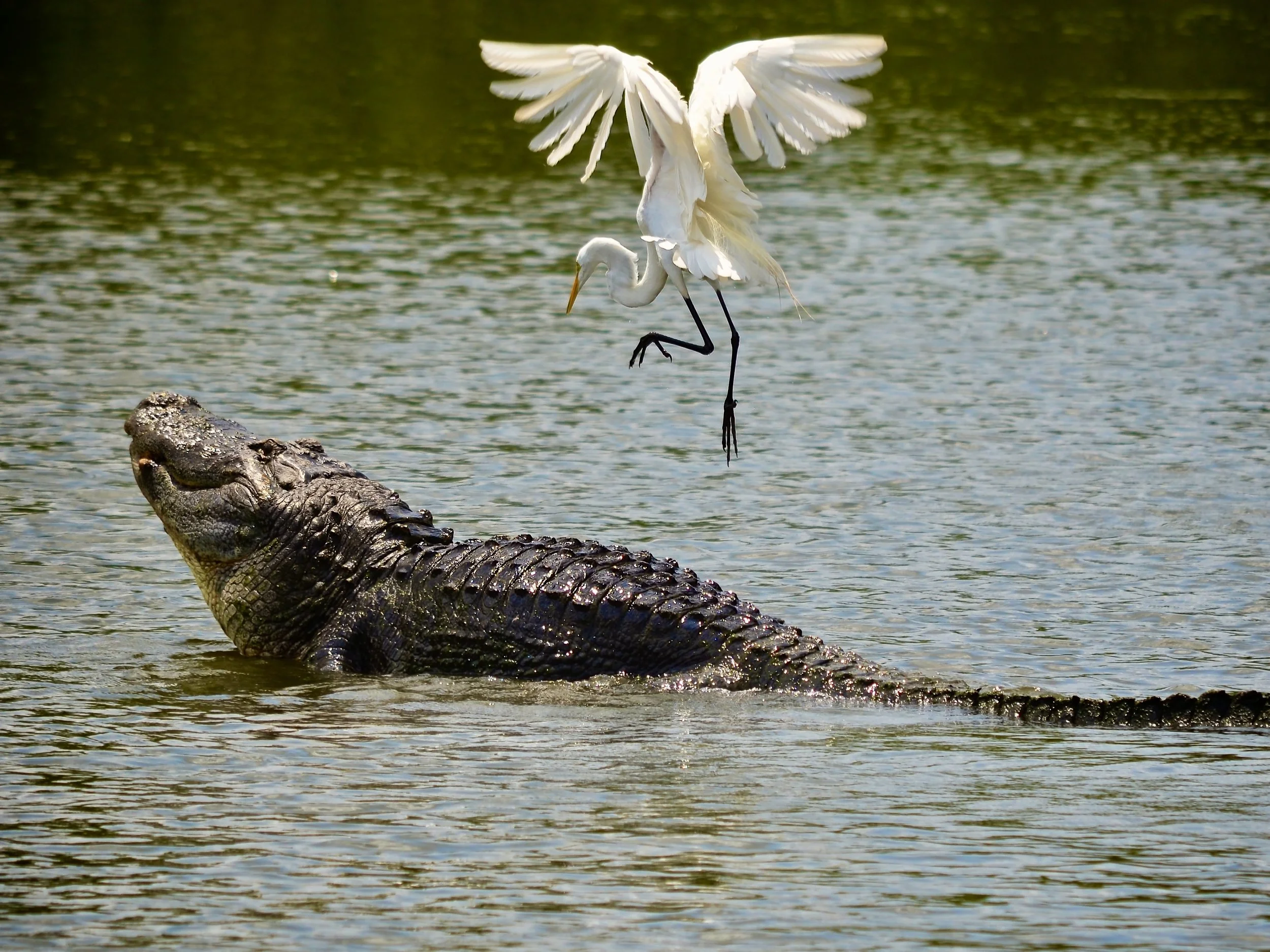 Gatorland egret ballet