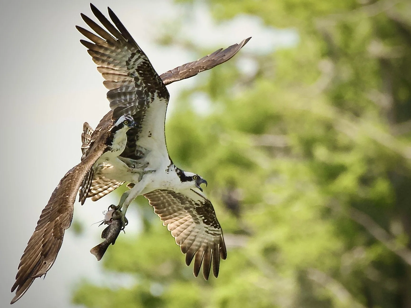 Osprey scuffle, Lakeland
