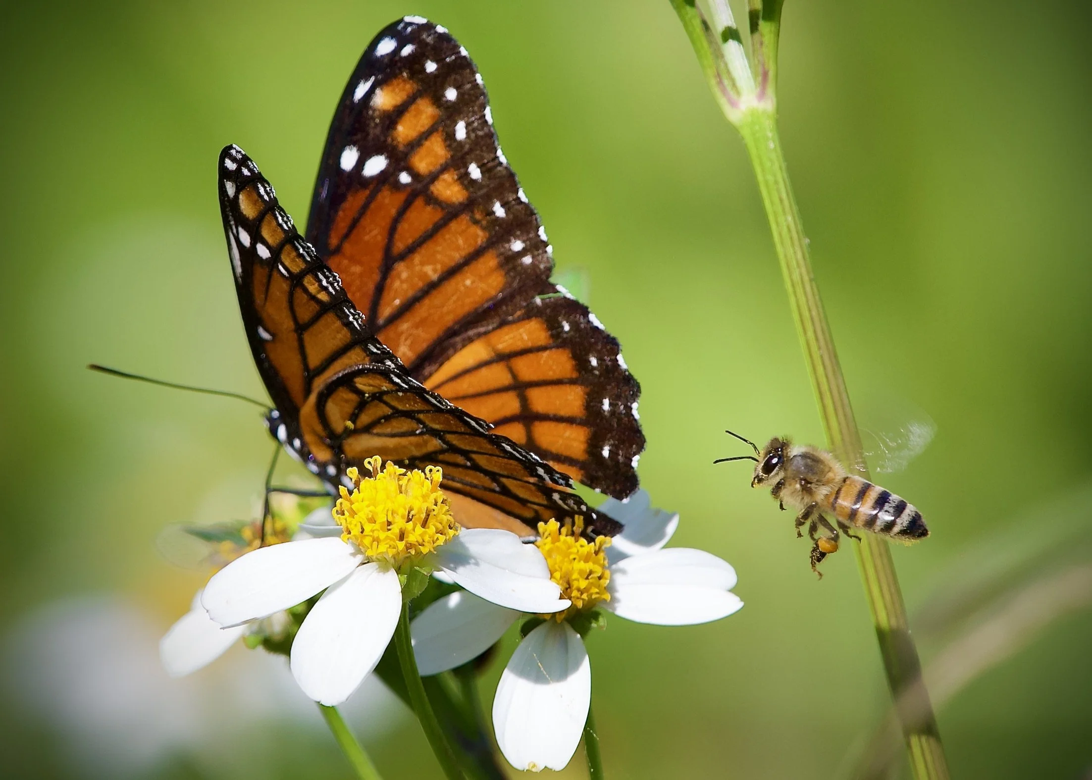 Viceroy and a bee, Lakeland