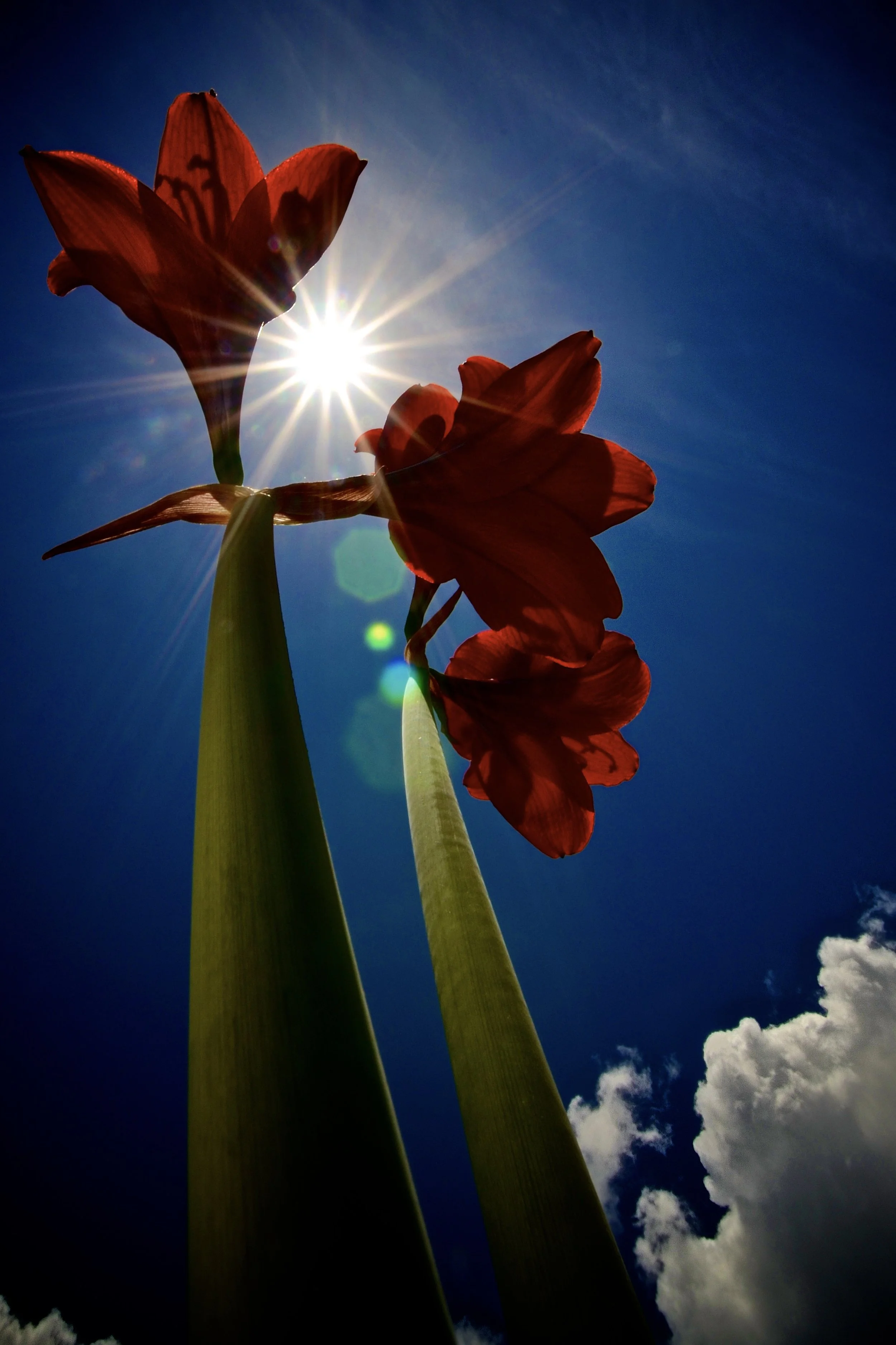 Amaryllis from below