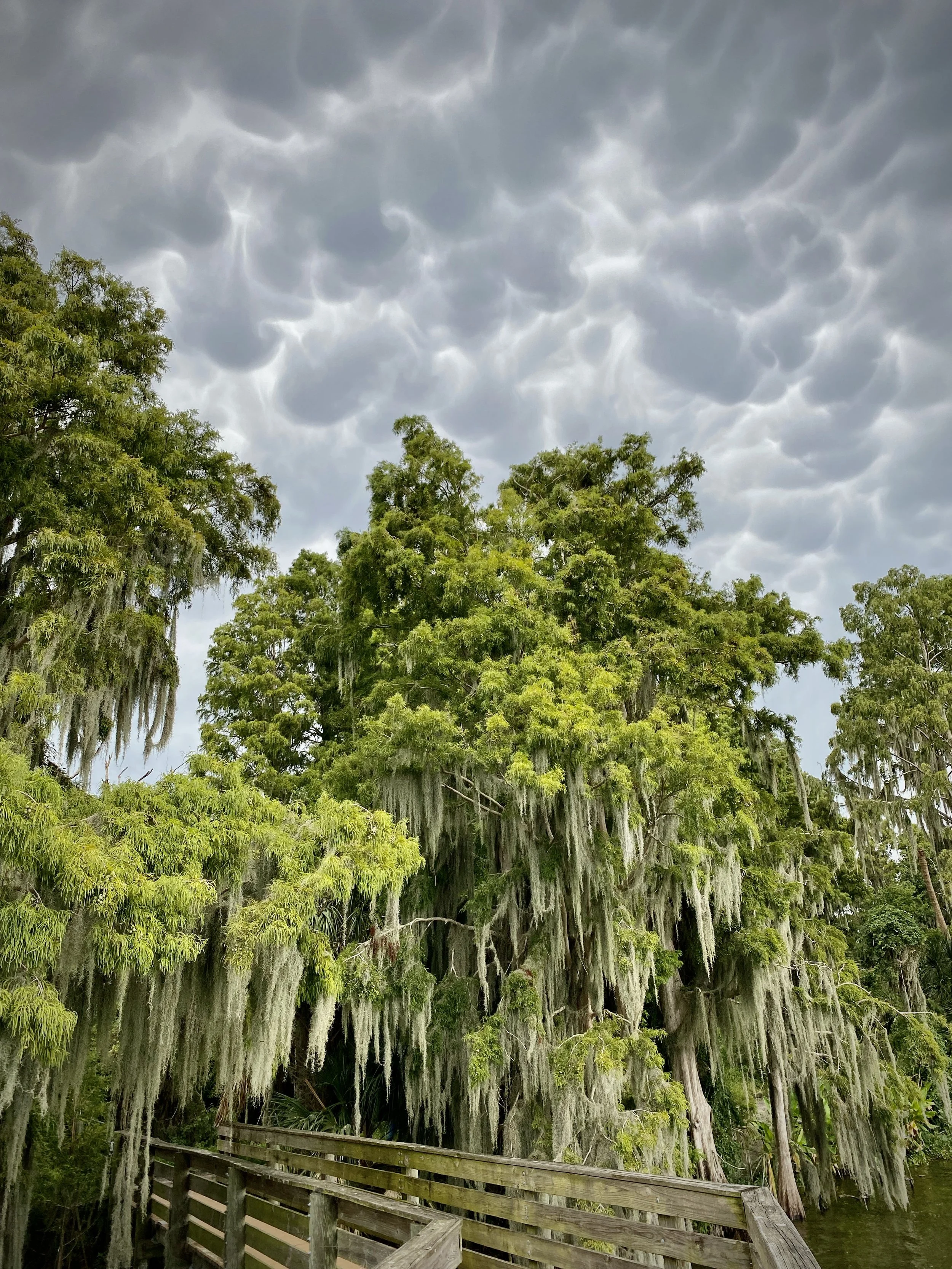 Mammatus clouds, Lakeland