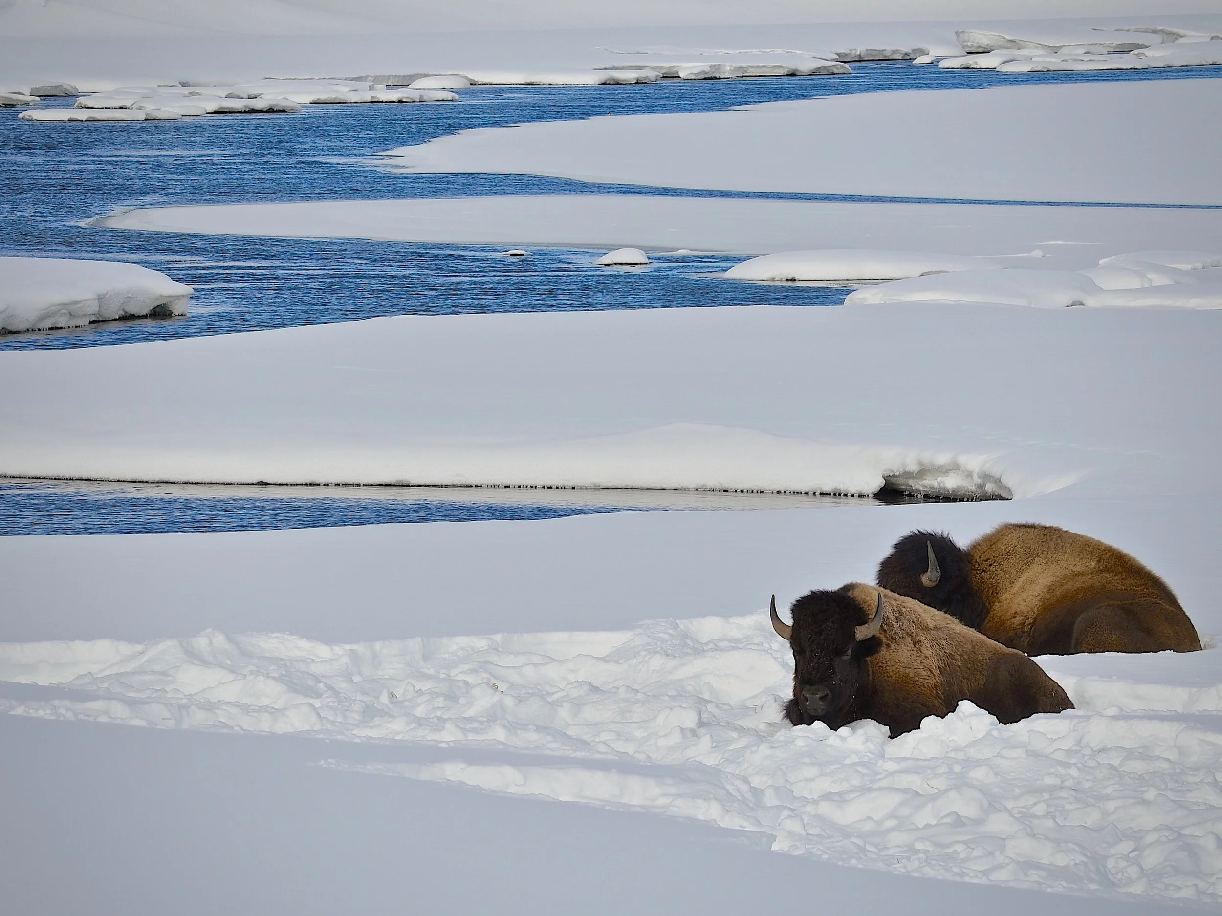 Bison in Yellowstone