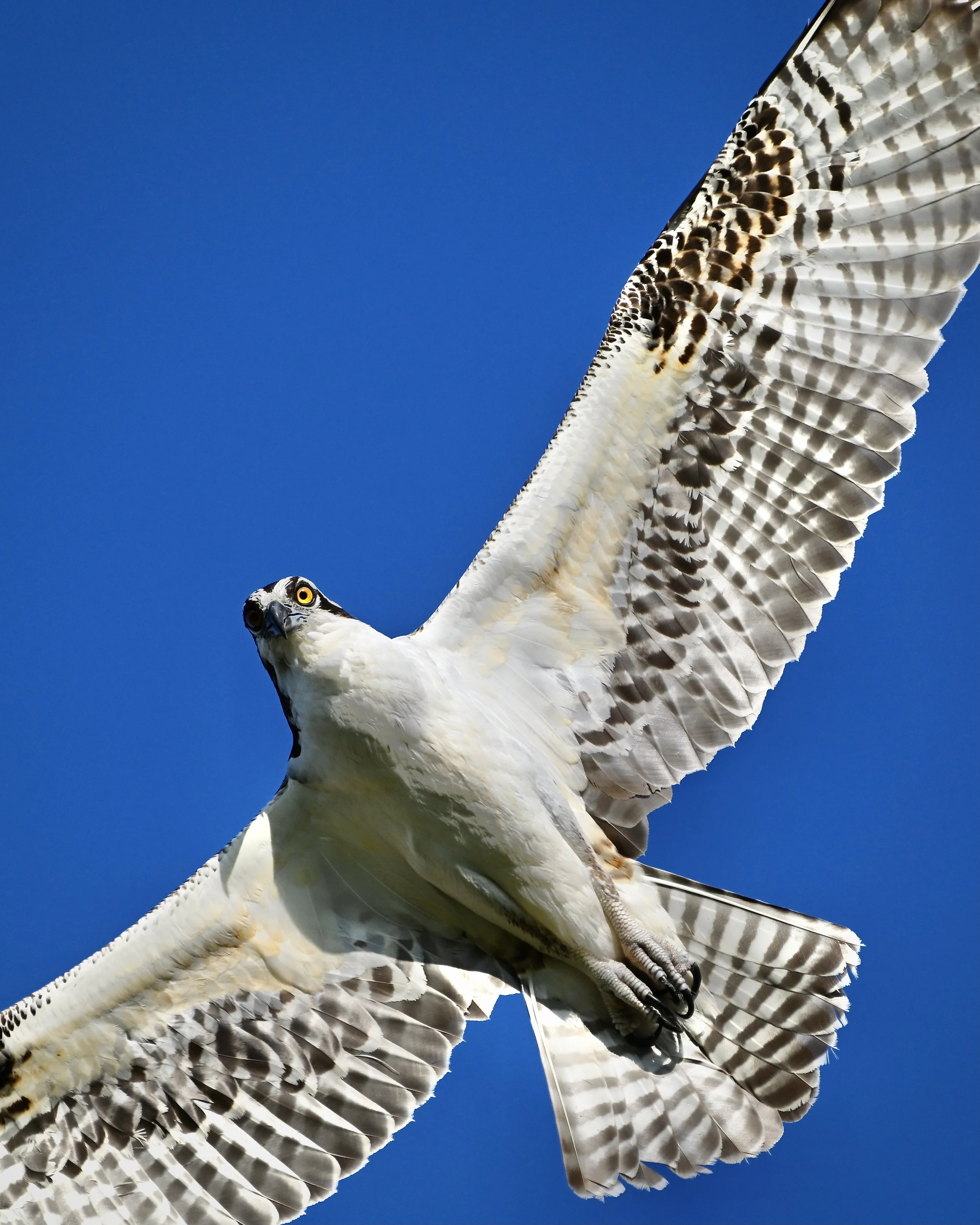 Osprey, Lakeland