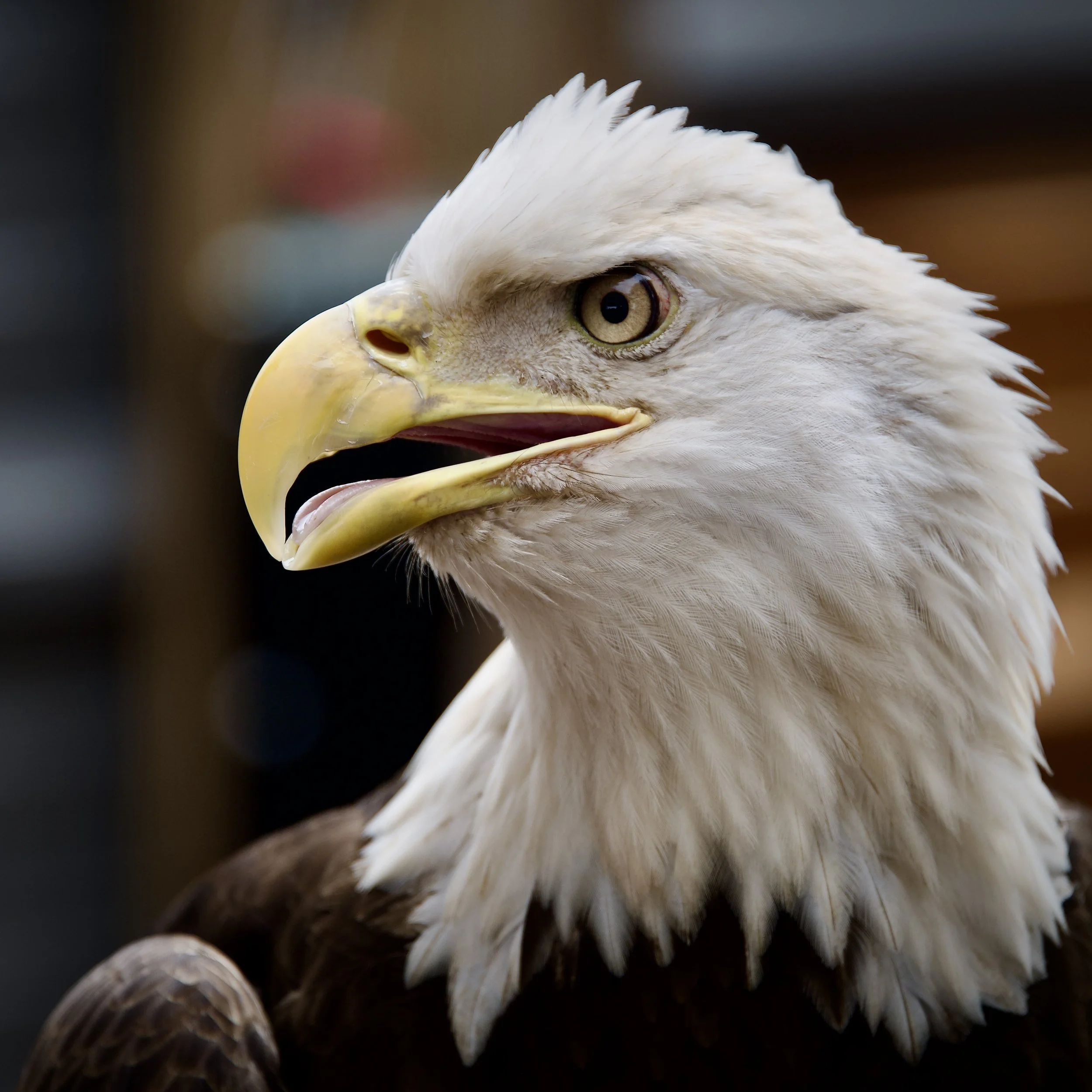Bald eagle, Gainesville