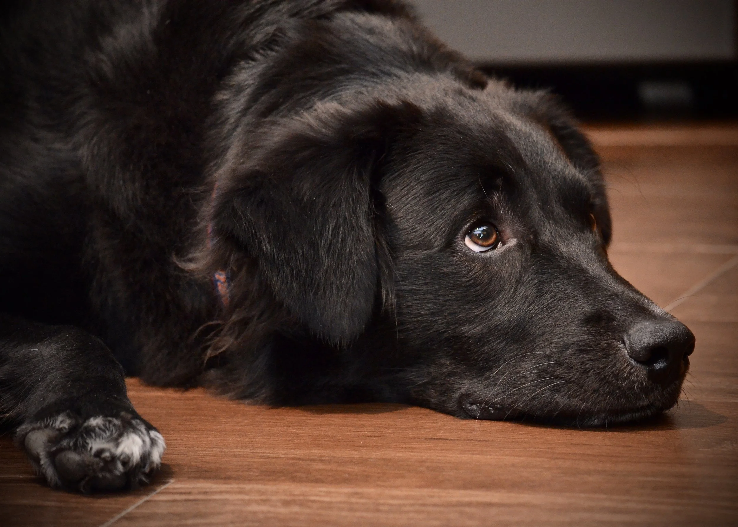 Tucker gets what he wants with those eyes