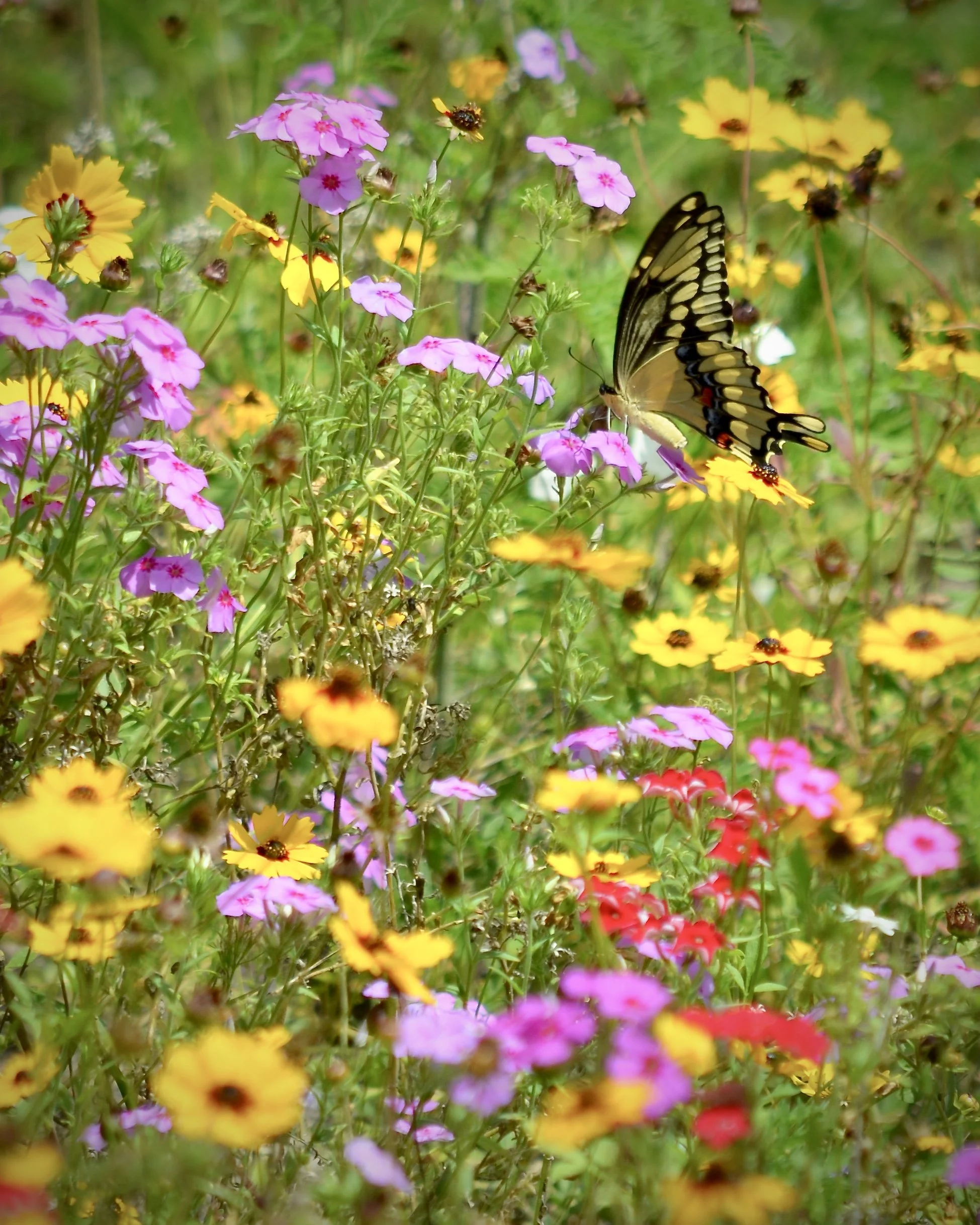 Yellow swallowtail, Florida Turnpike 