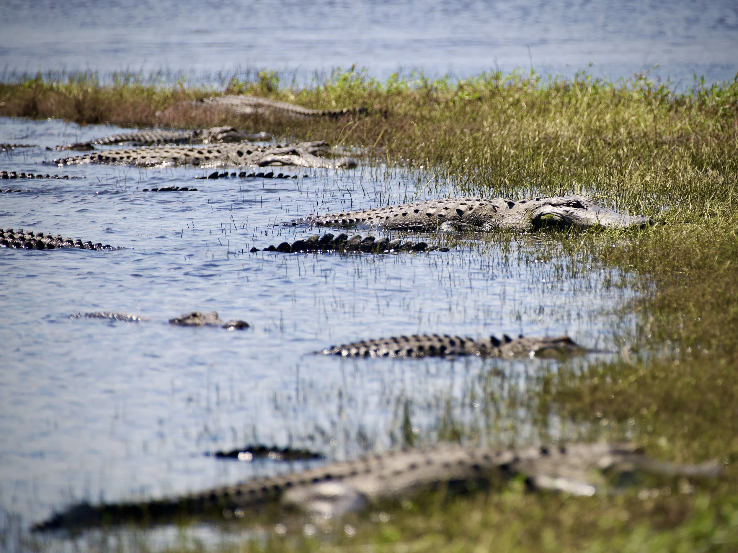Deep Hole, Myakka River State Park