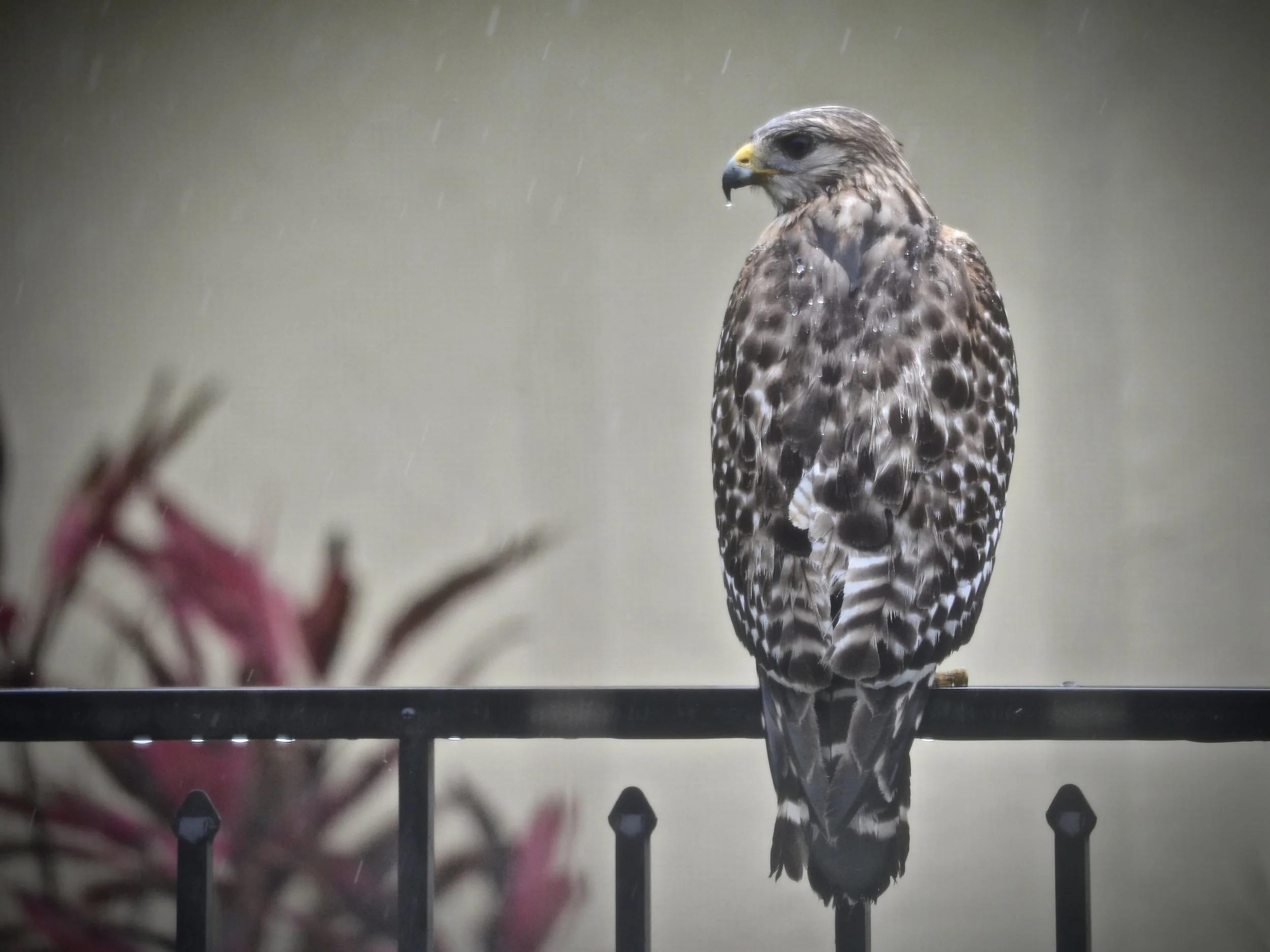 Red-shouldered hawk on our fence in the rain