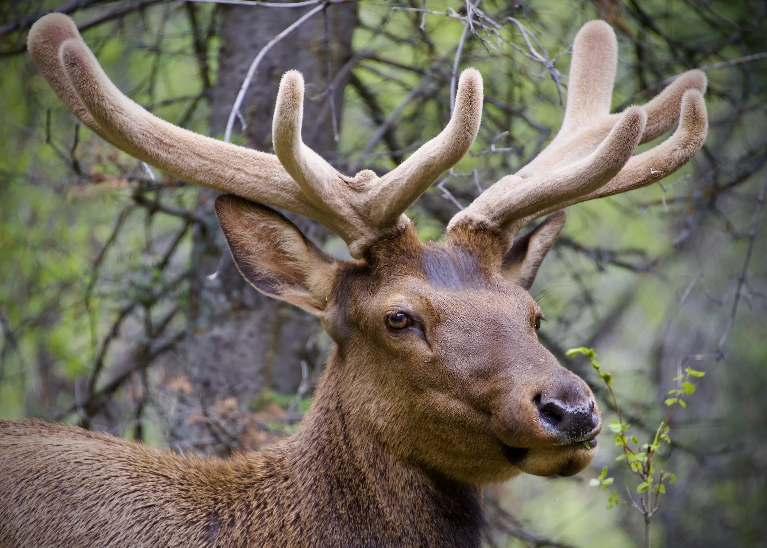 Elk in Rocky Mountain National Park