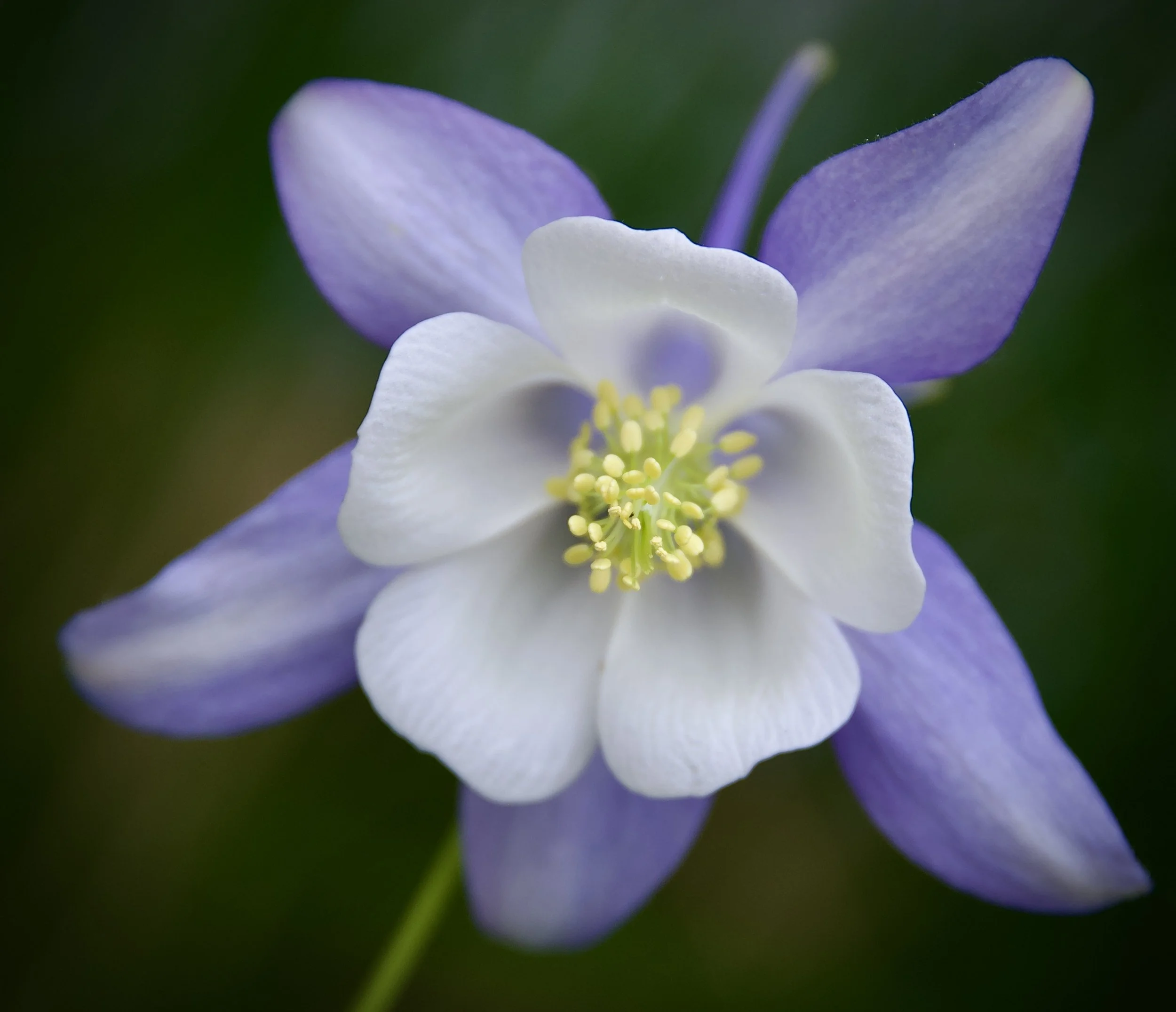 Columbine, Colorado