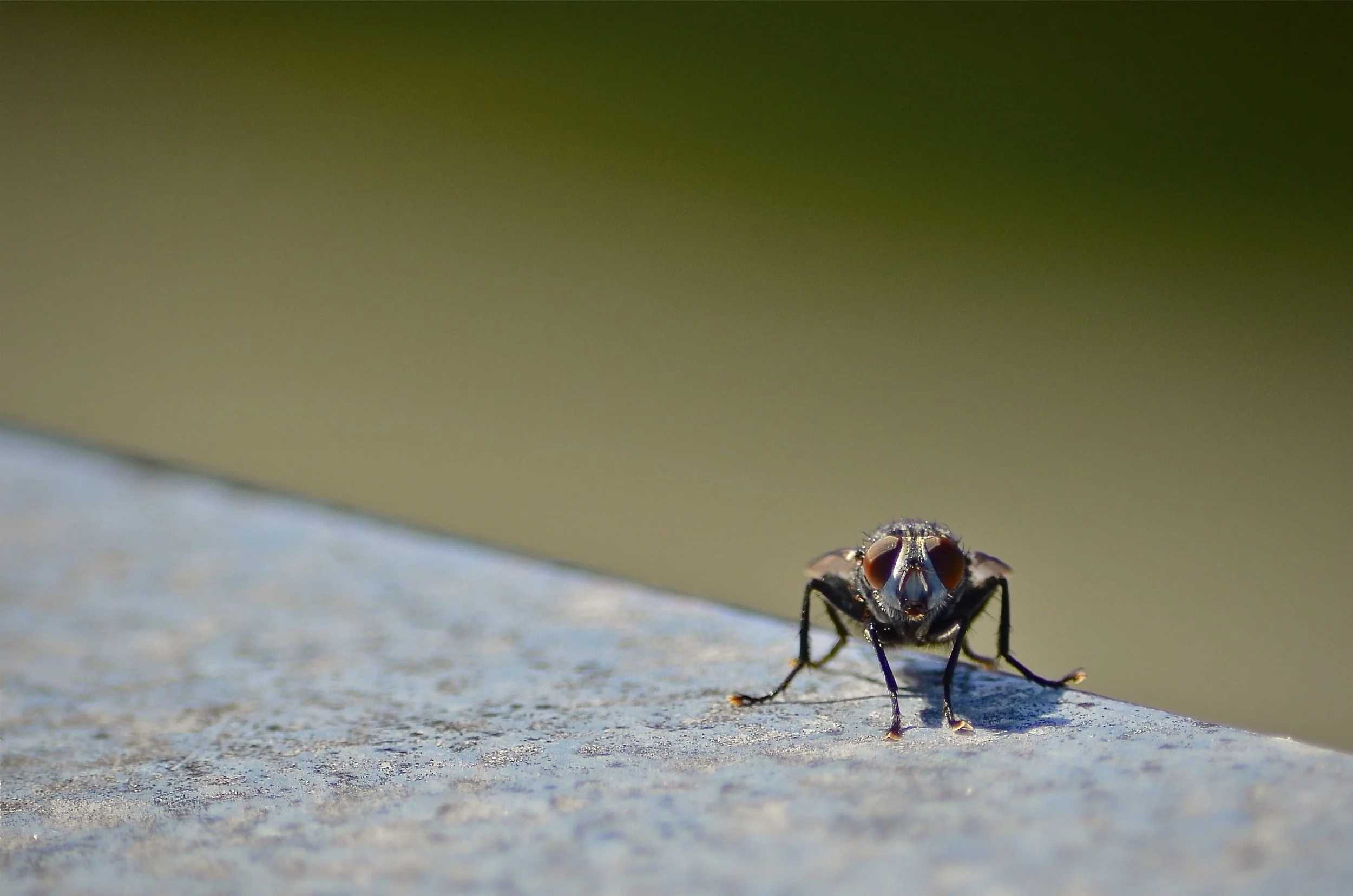A fly on a hot tin roof