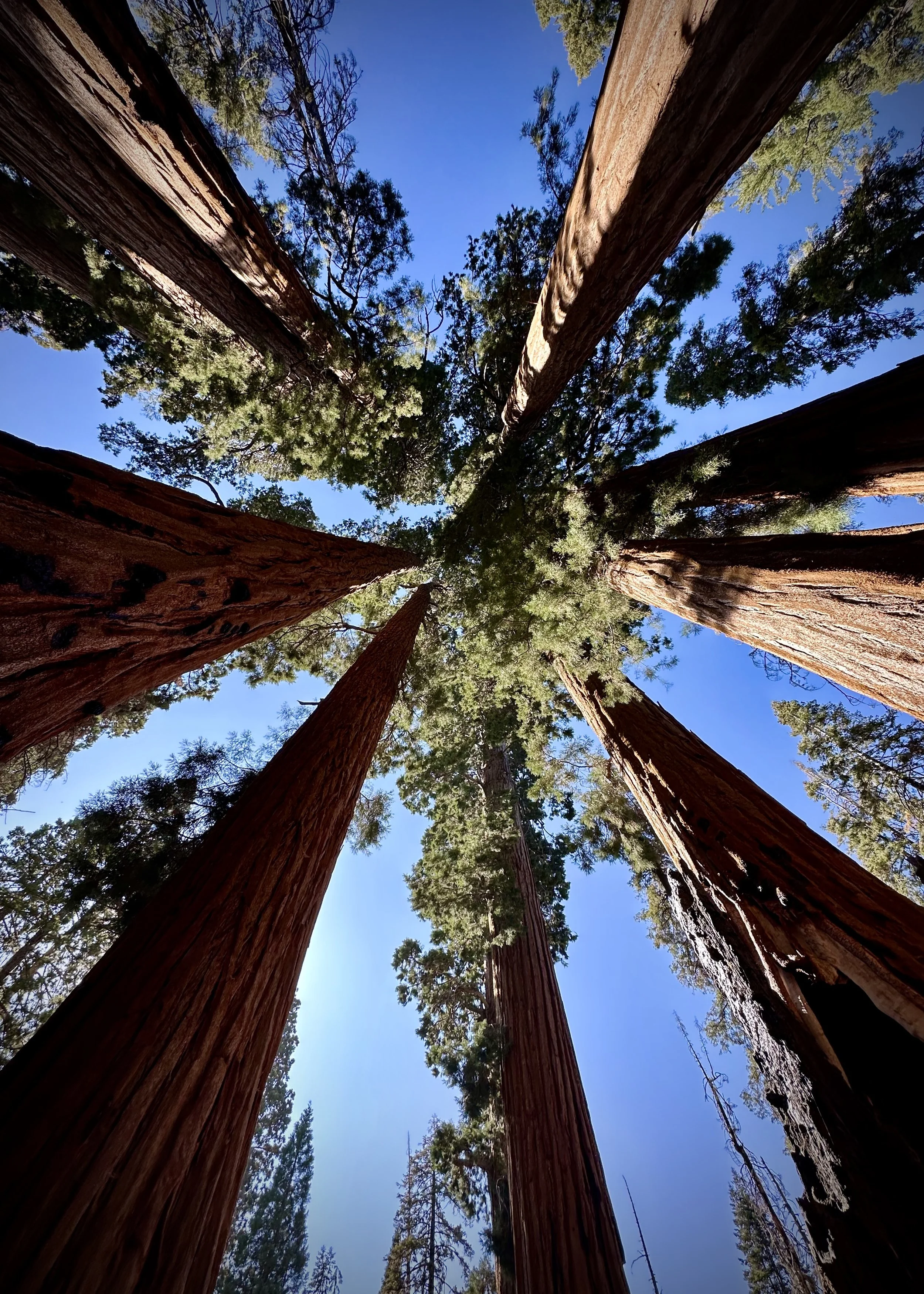 Congress Trail, Sequoia National Park