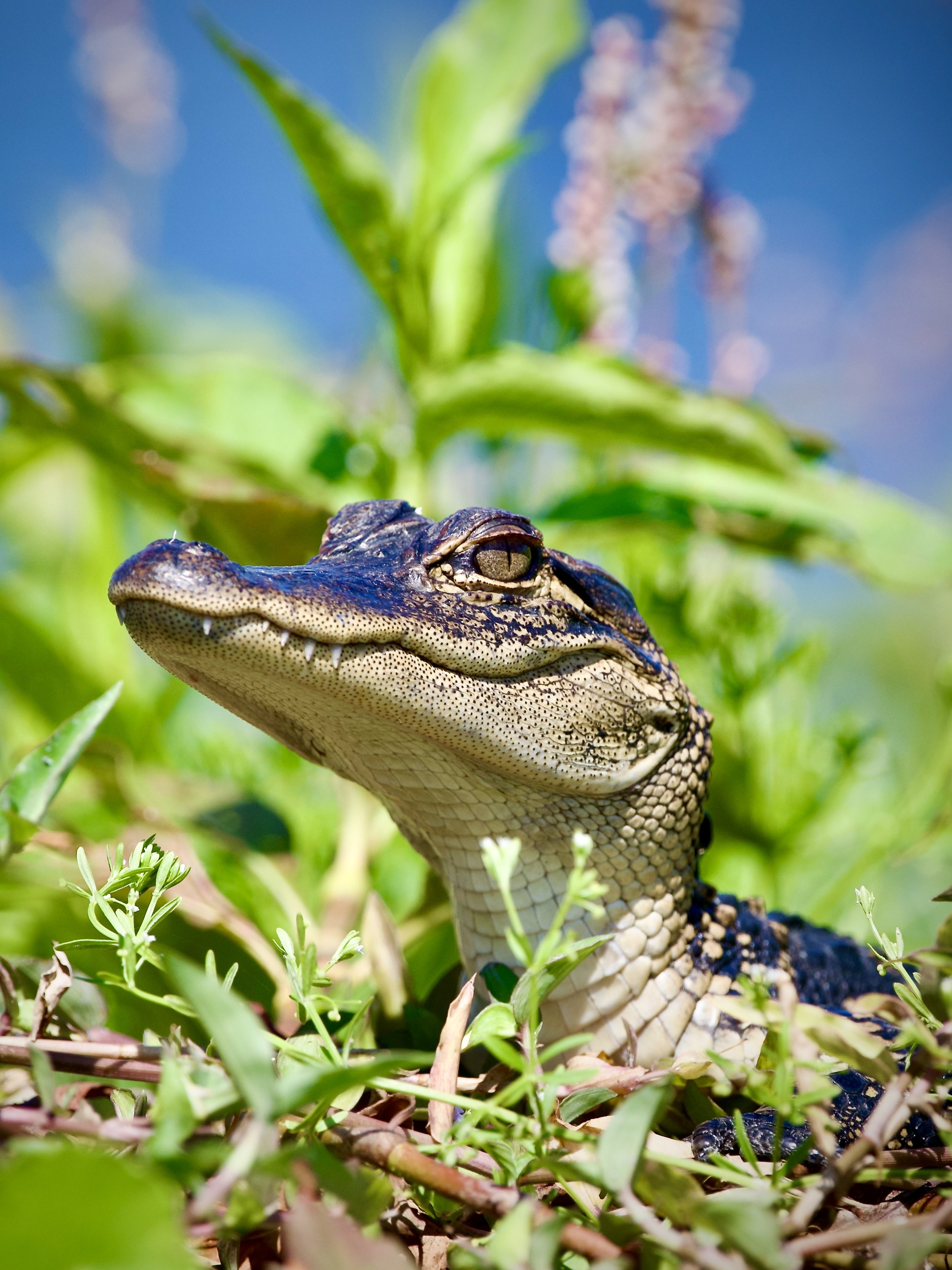 Tiny gator, Lakeland