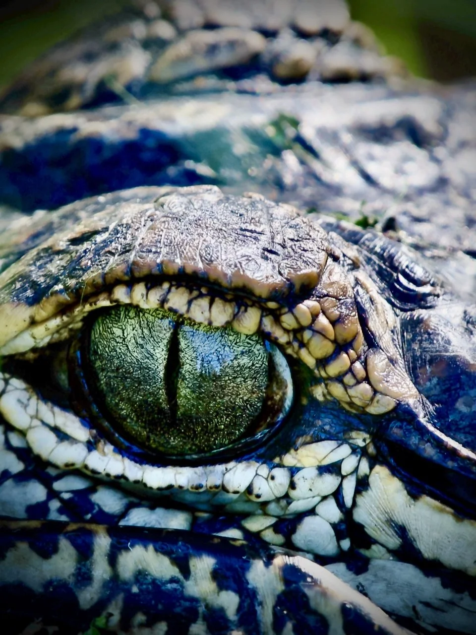 Emerald eye, Lakeland