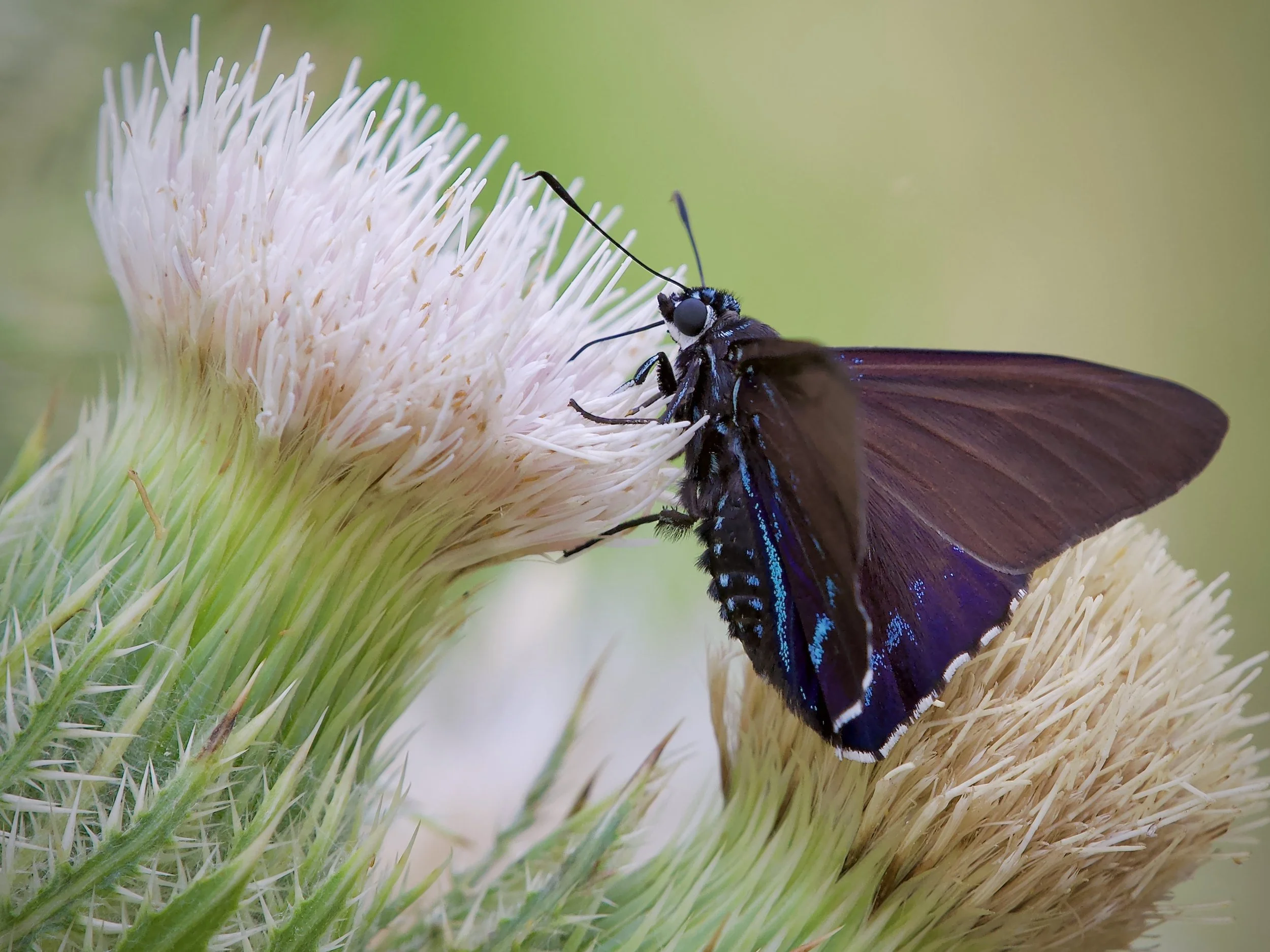 Pigmalion skipper, Honeymoon Island