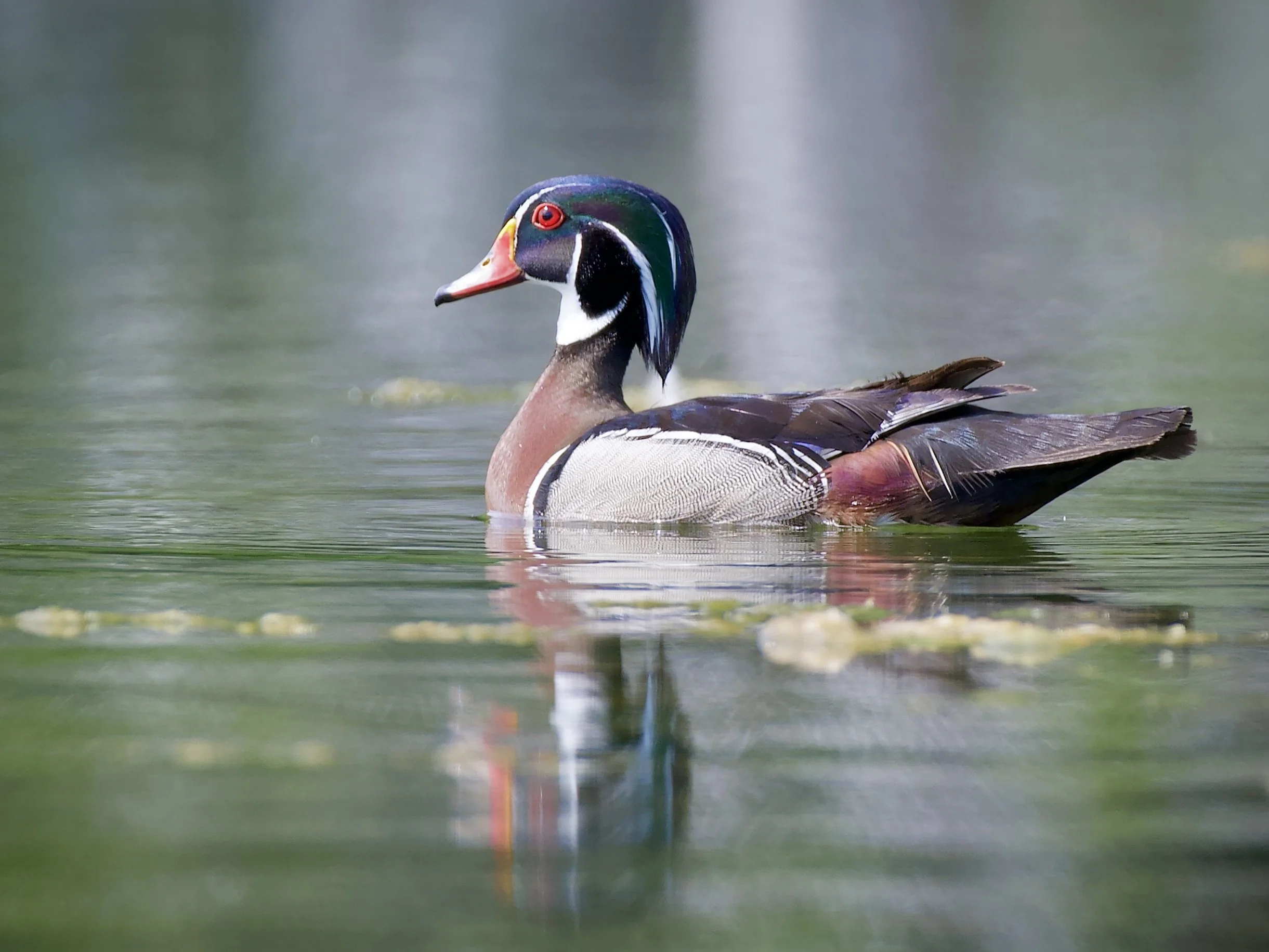 Backyard wood duck reflecting, Orlando