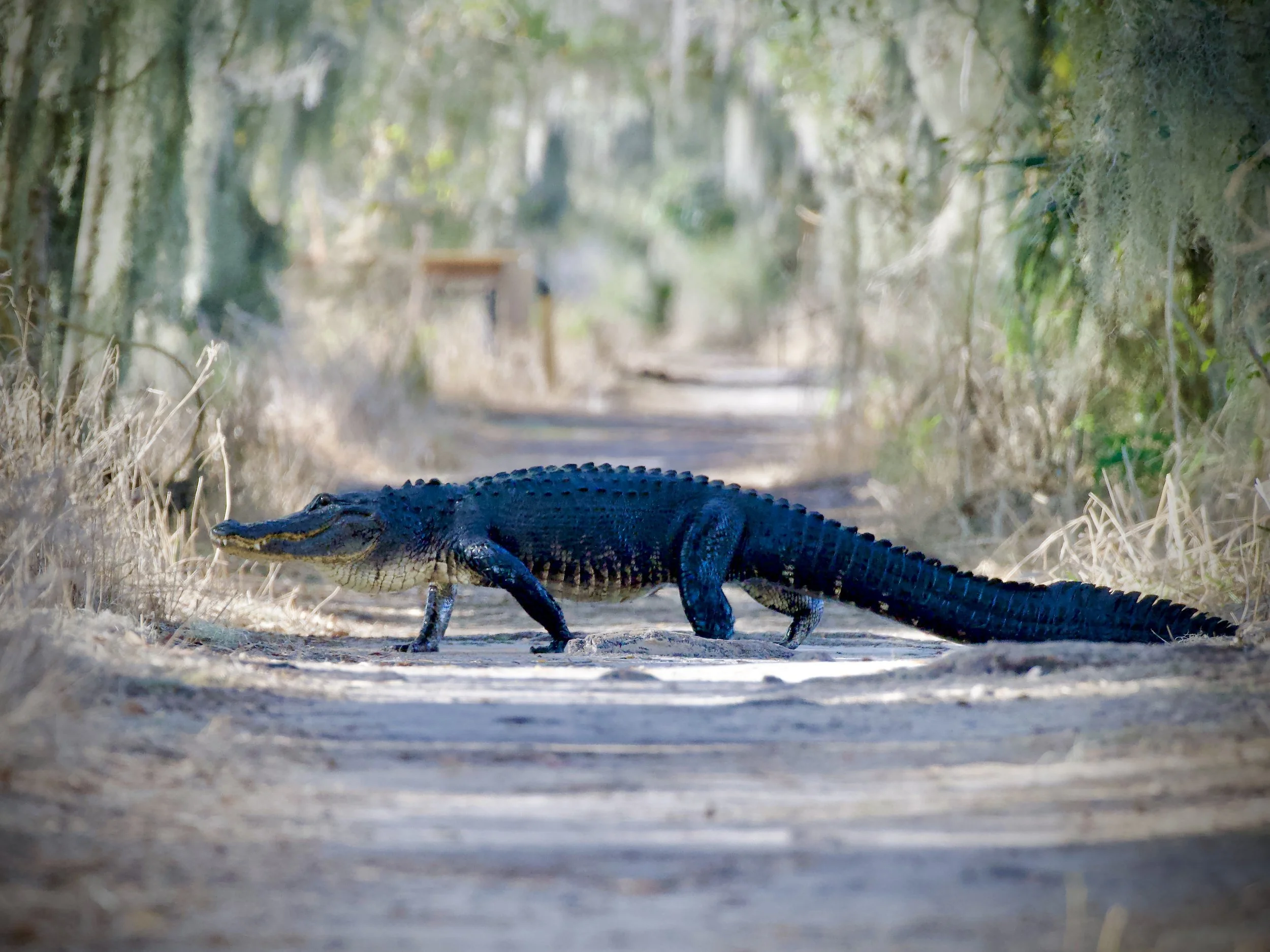 Gator crossing, Lakeland