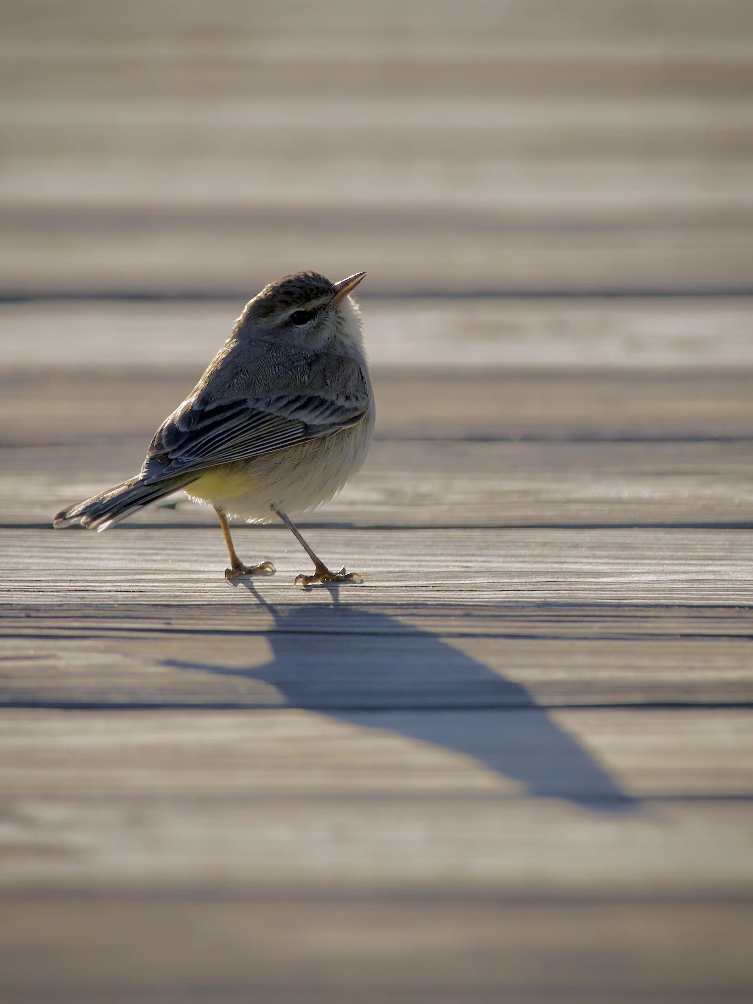 Palm warbler with sass, Orlando Wetlands