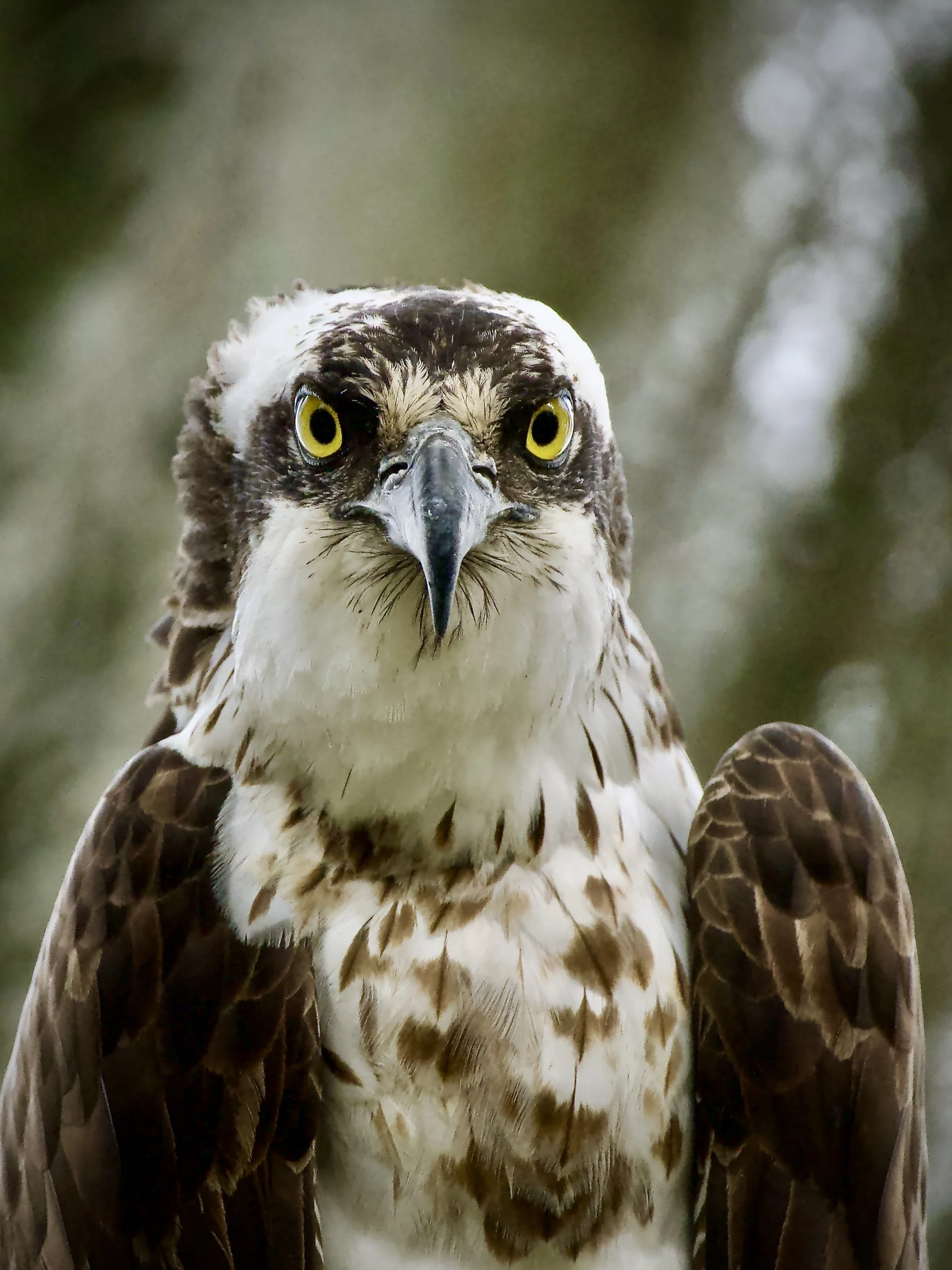 Osprey school photo, Lakeland