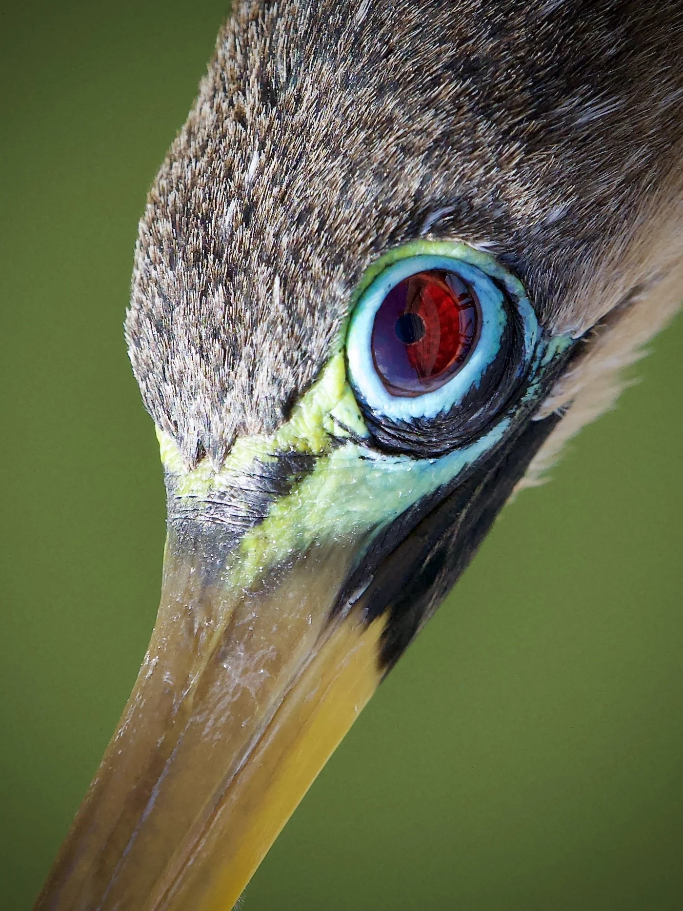 Anhinga with breeding colors, Lakeland