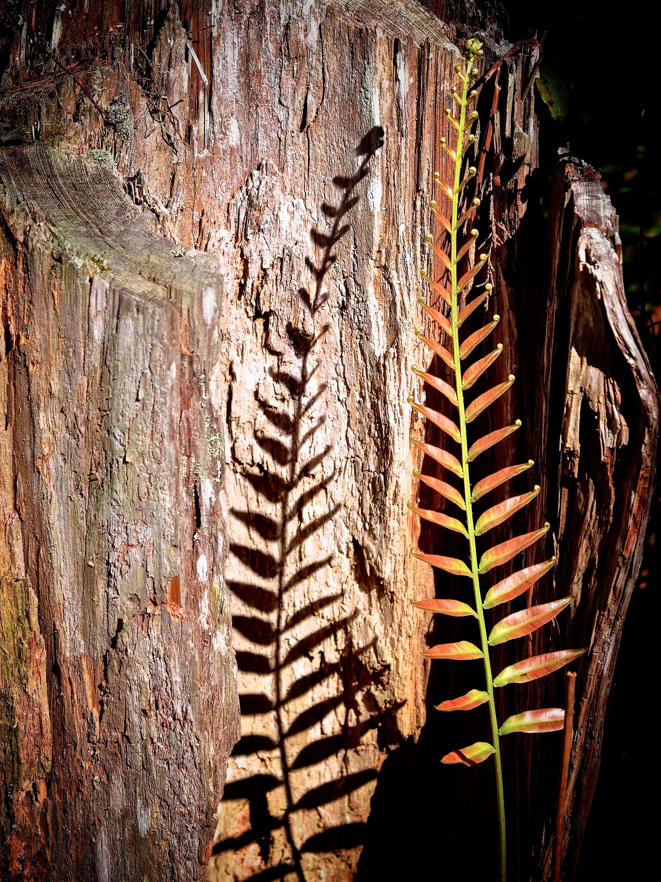 Cypress swamp fern, Orlando