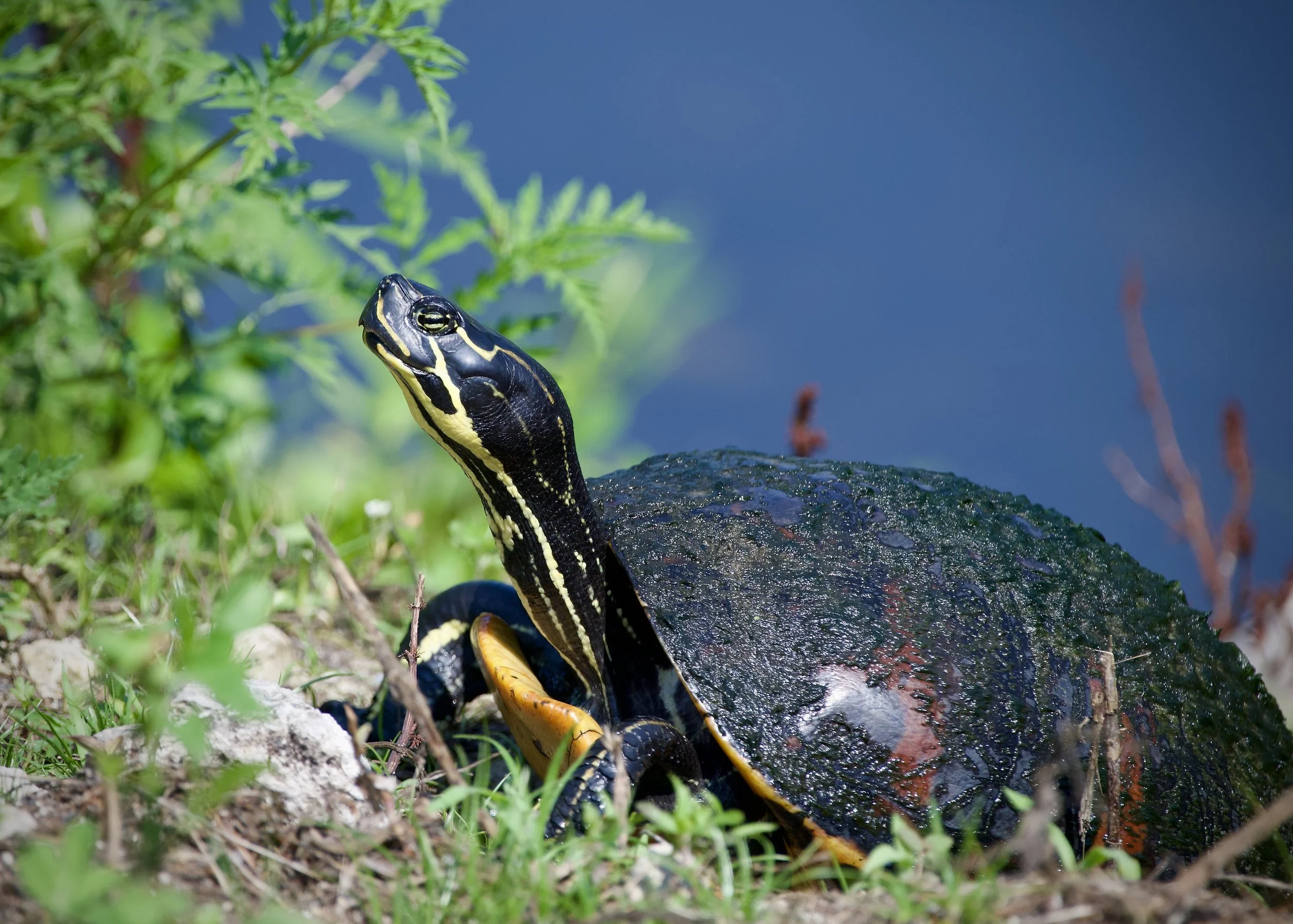 Florida red-bellied cooter