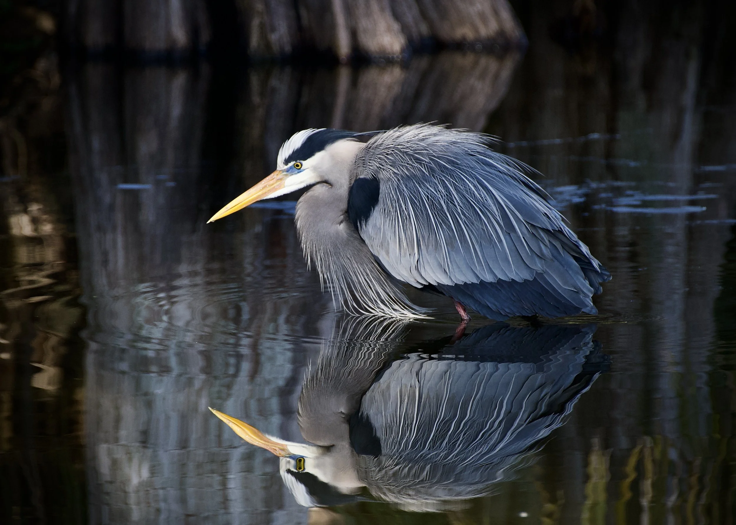 Great blue heron reflections, Lakeland
