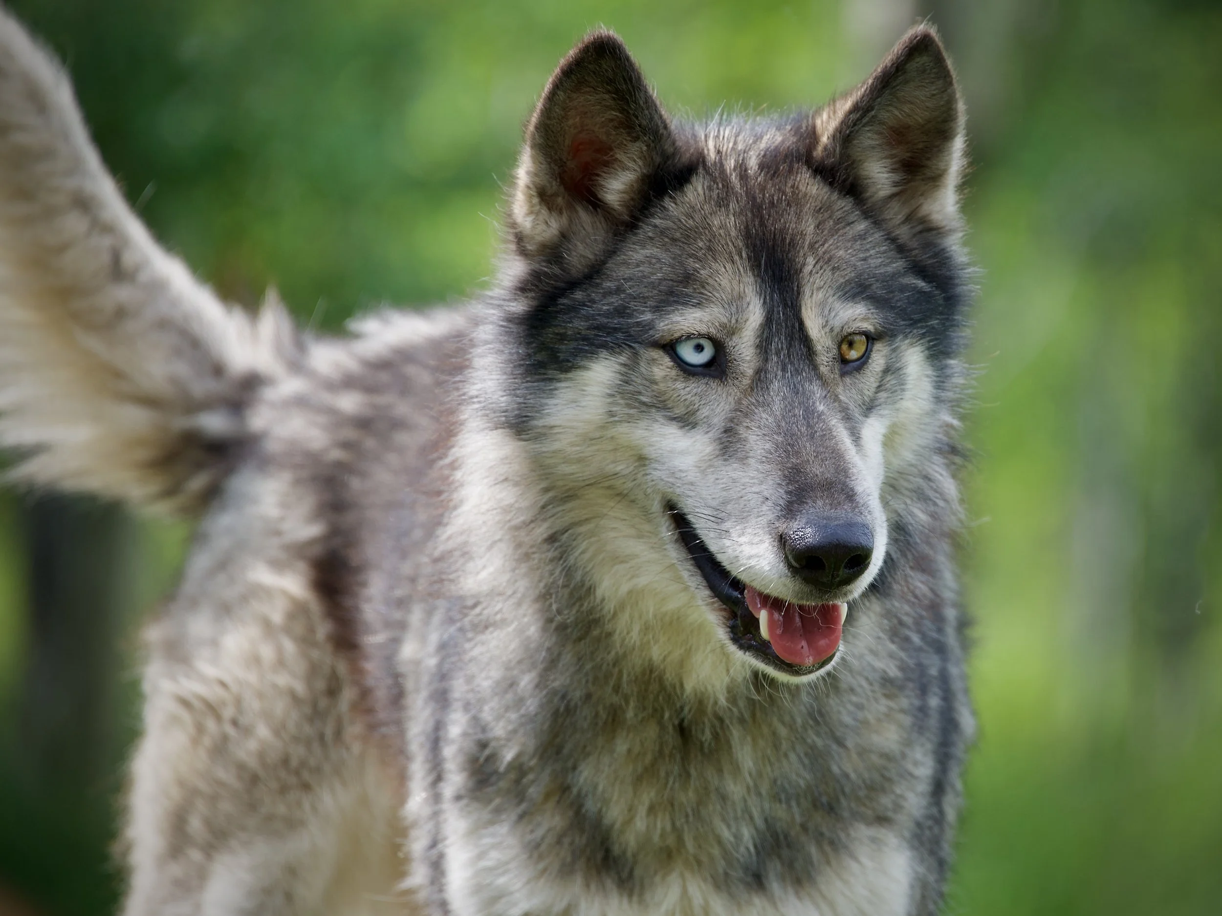 Willow, Yamnuska Wolfdog Sanctuary, Alberta