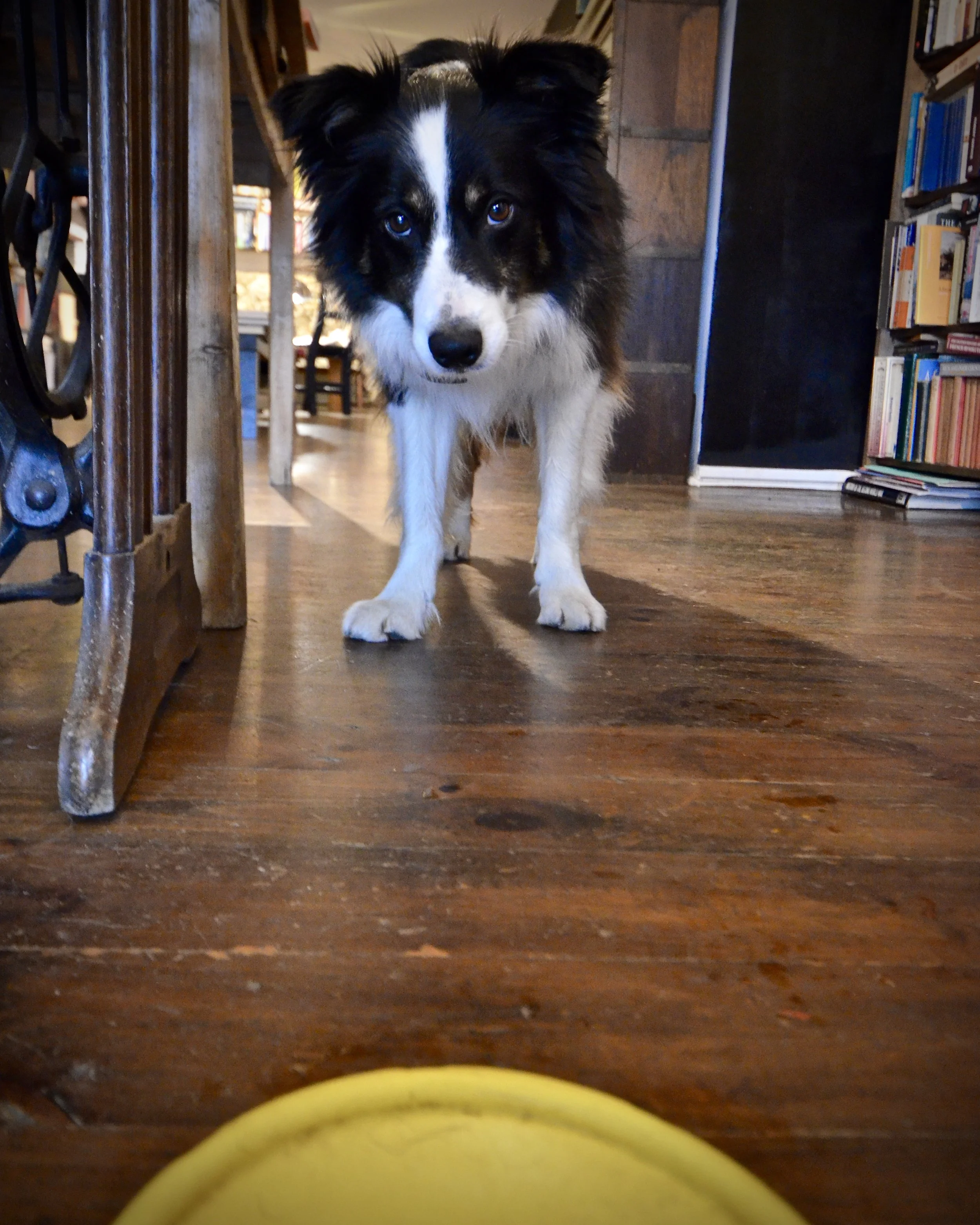 Joe and his frisbee, Kinsale, Ireland