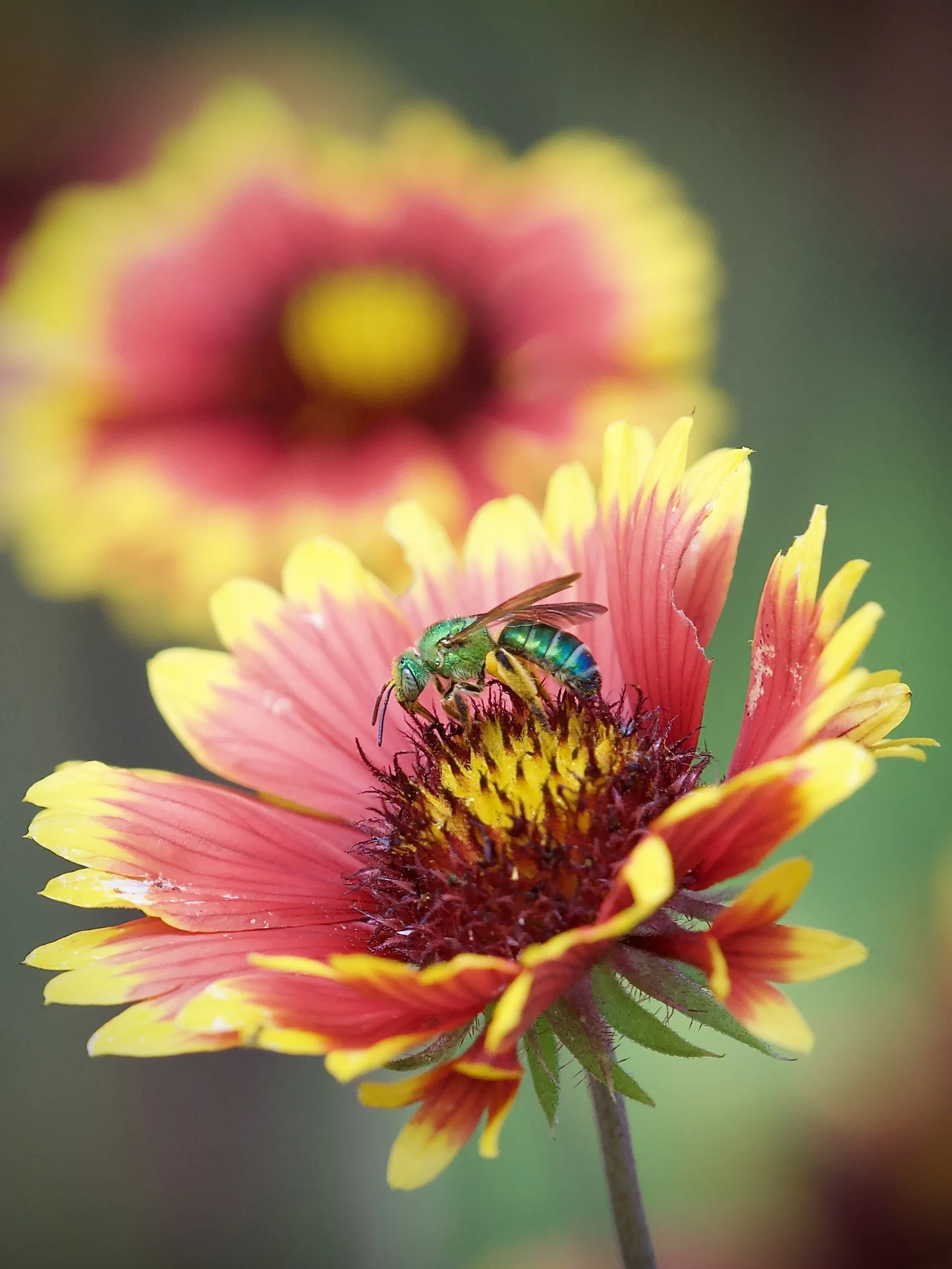 Sweat bee, Orlando Wetlands