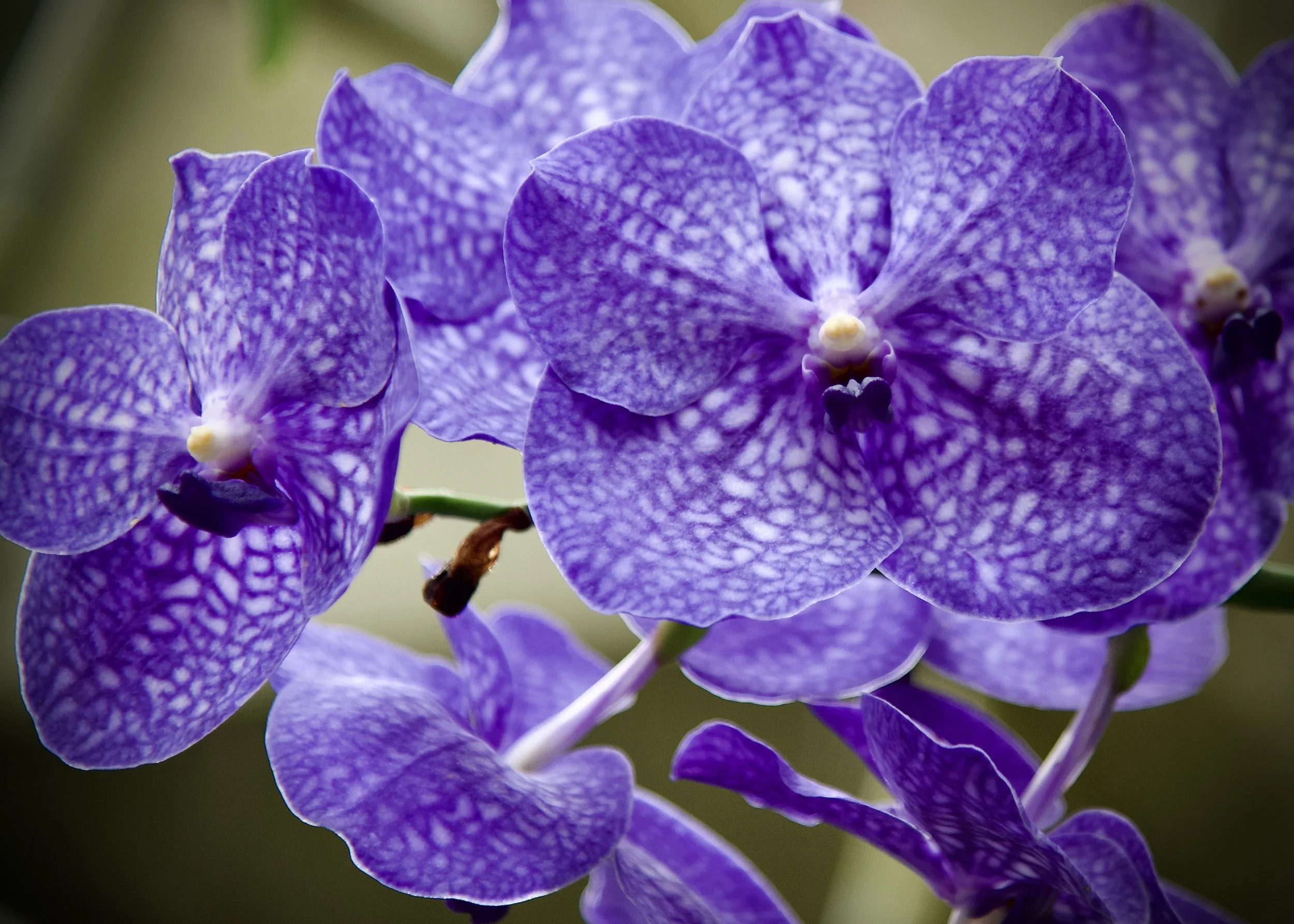 Orchid, San Antonio