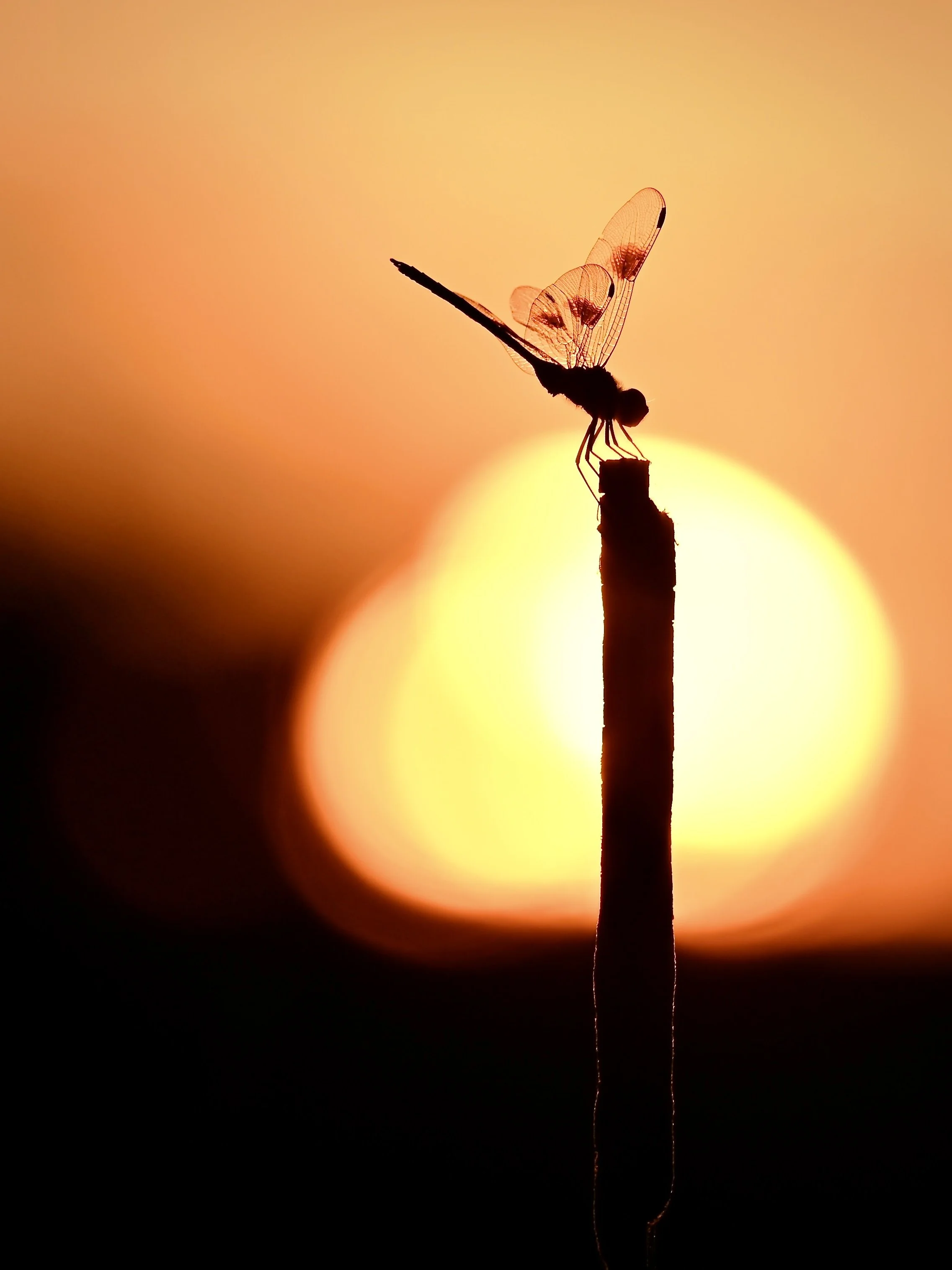 Sunset dragonfly, Olando 