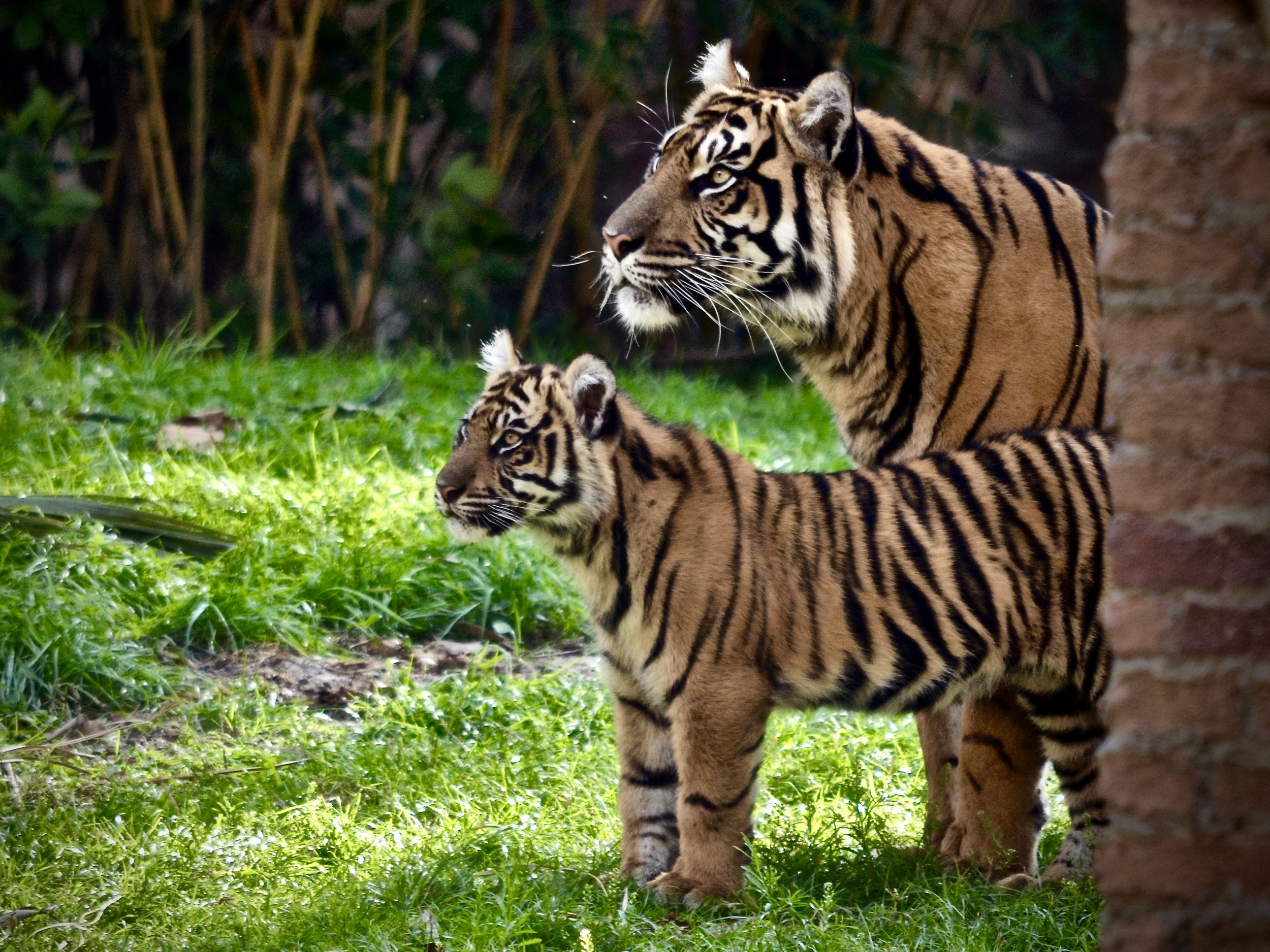 Tigers, Animal Kingdom