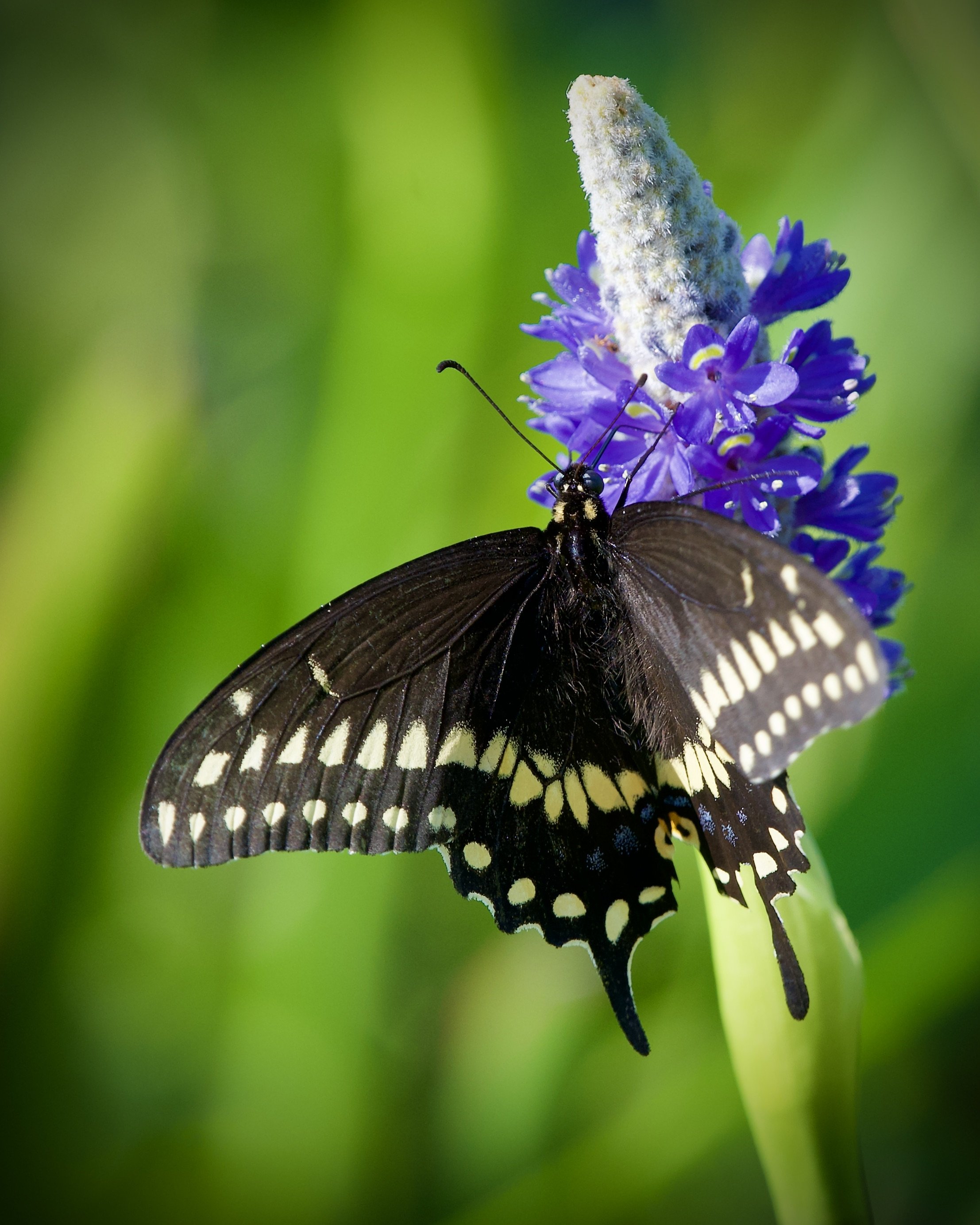 Black swallowtail, Lakeland