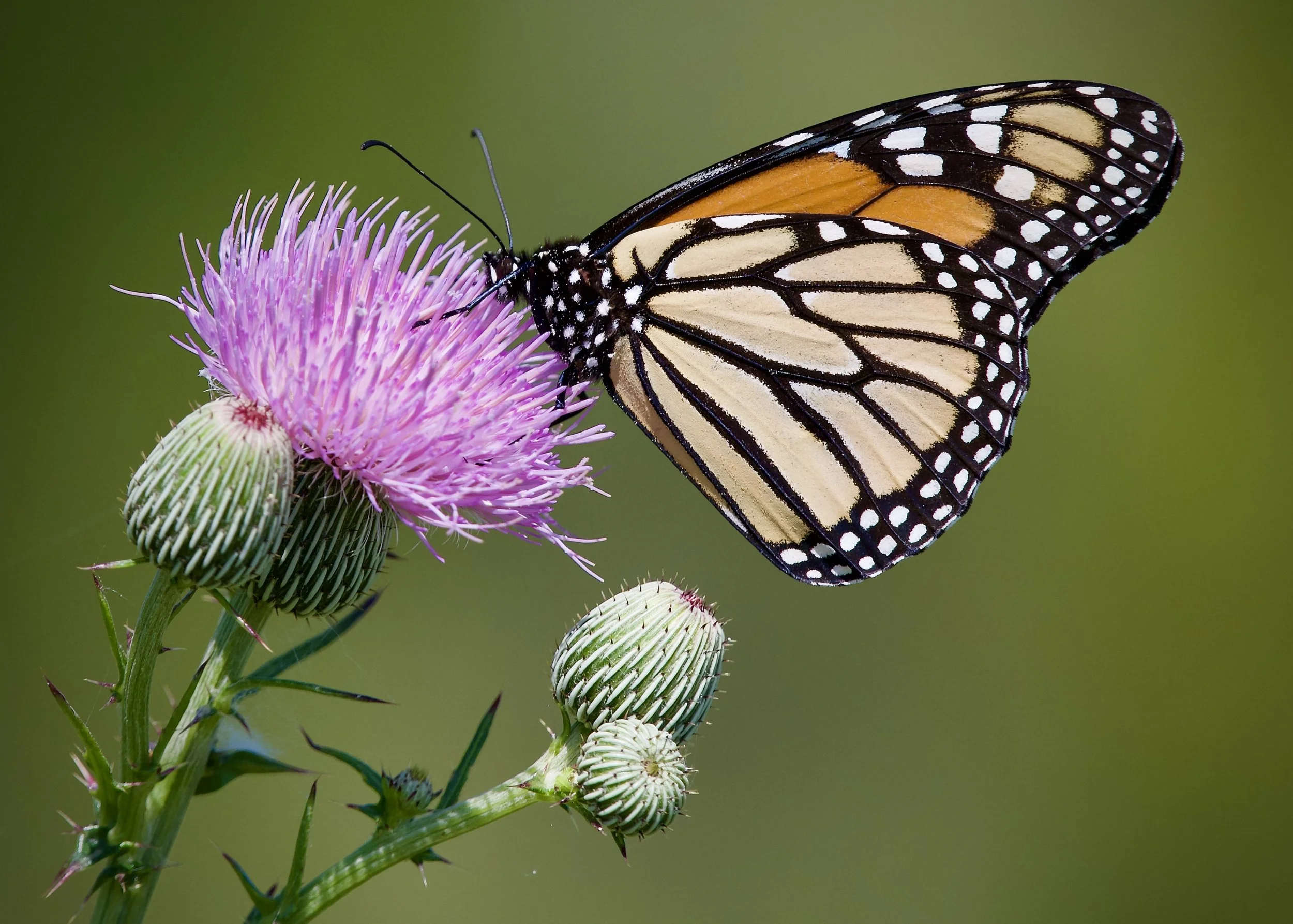 Monarch on a thistle, Lakeland