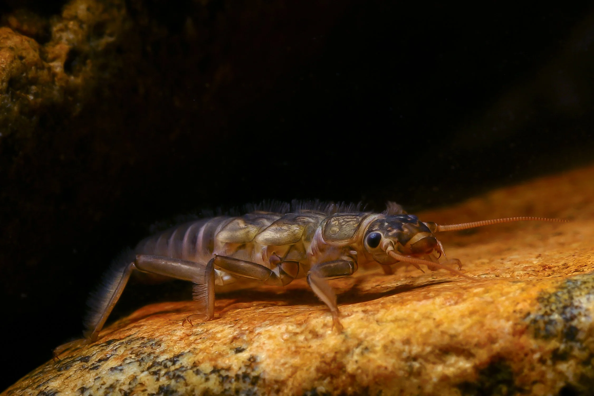 Megarcys signata.jpg