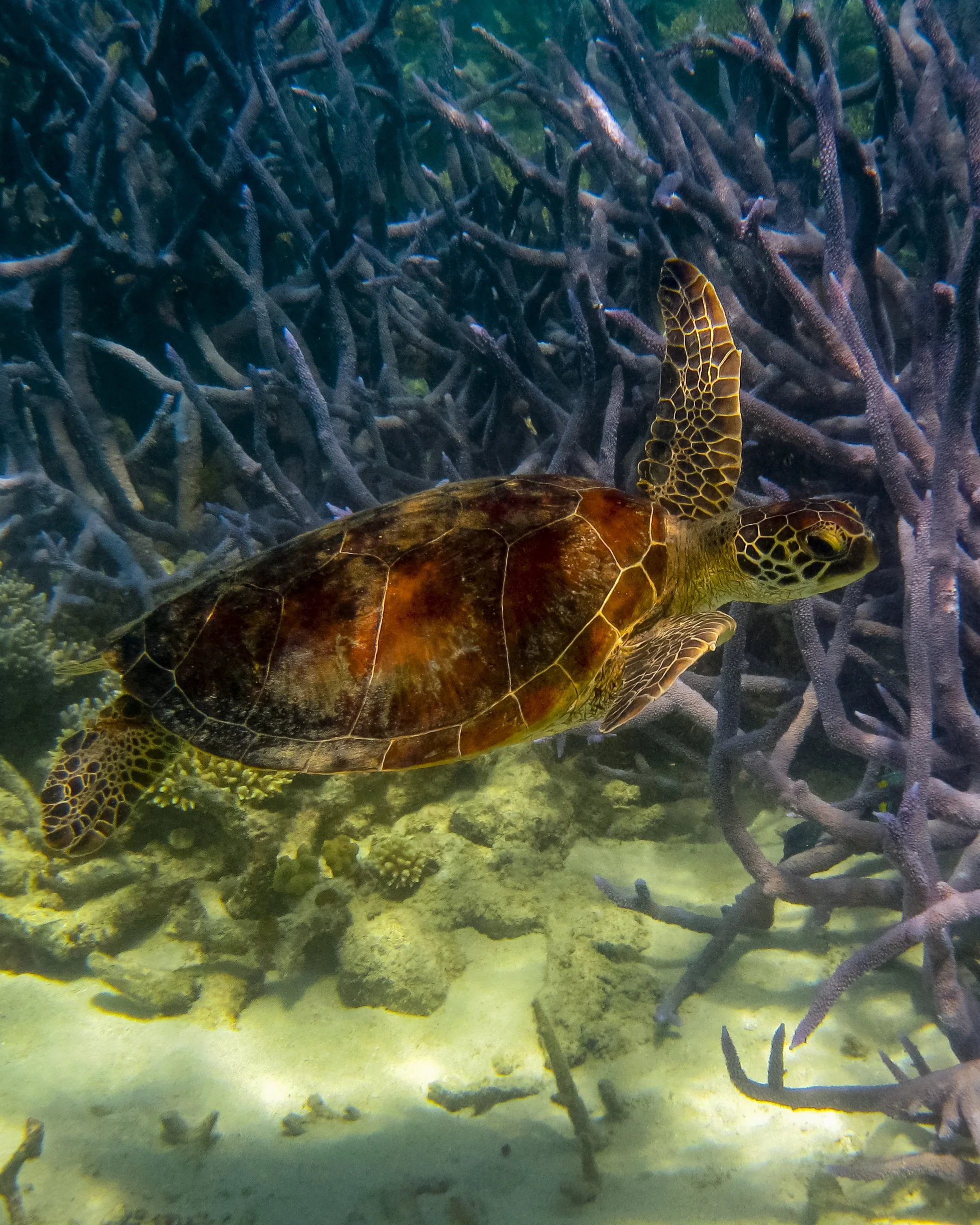 Turtle GBR_1084.jpg