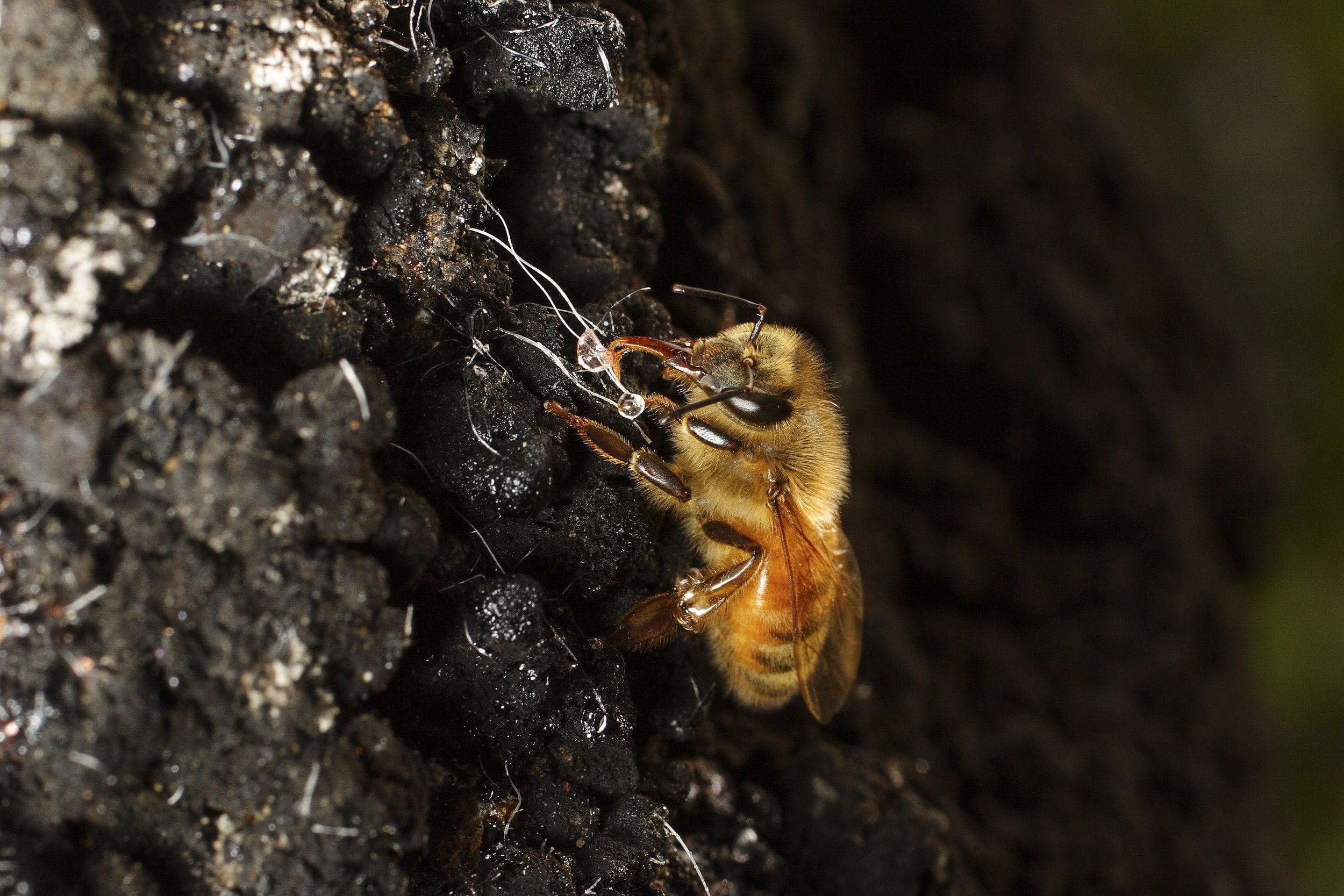 Honey bee on beech scale insect.jpg
