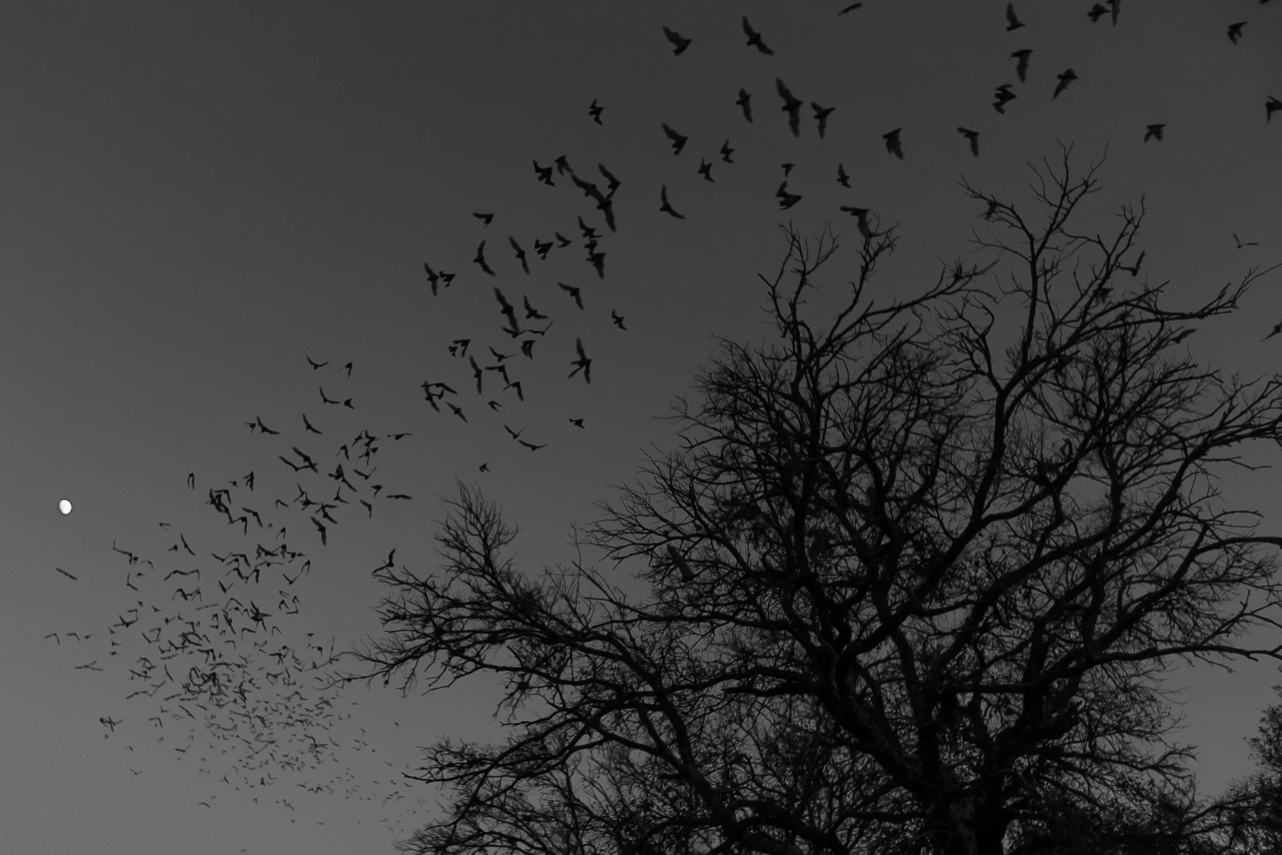 Bracken bats_6360.jpg