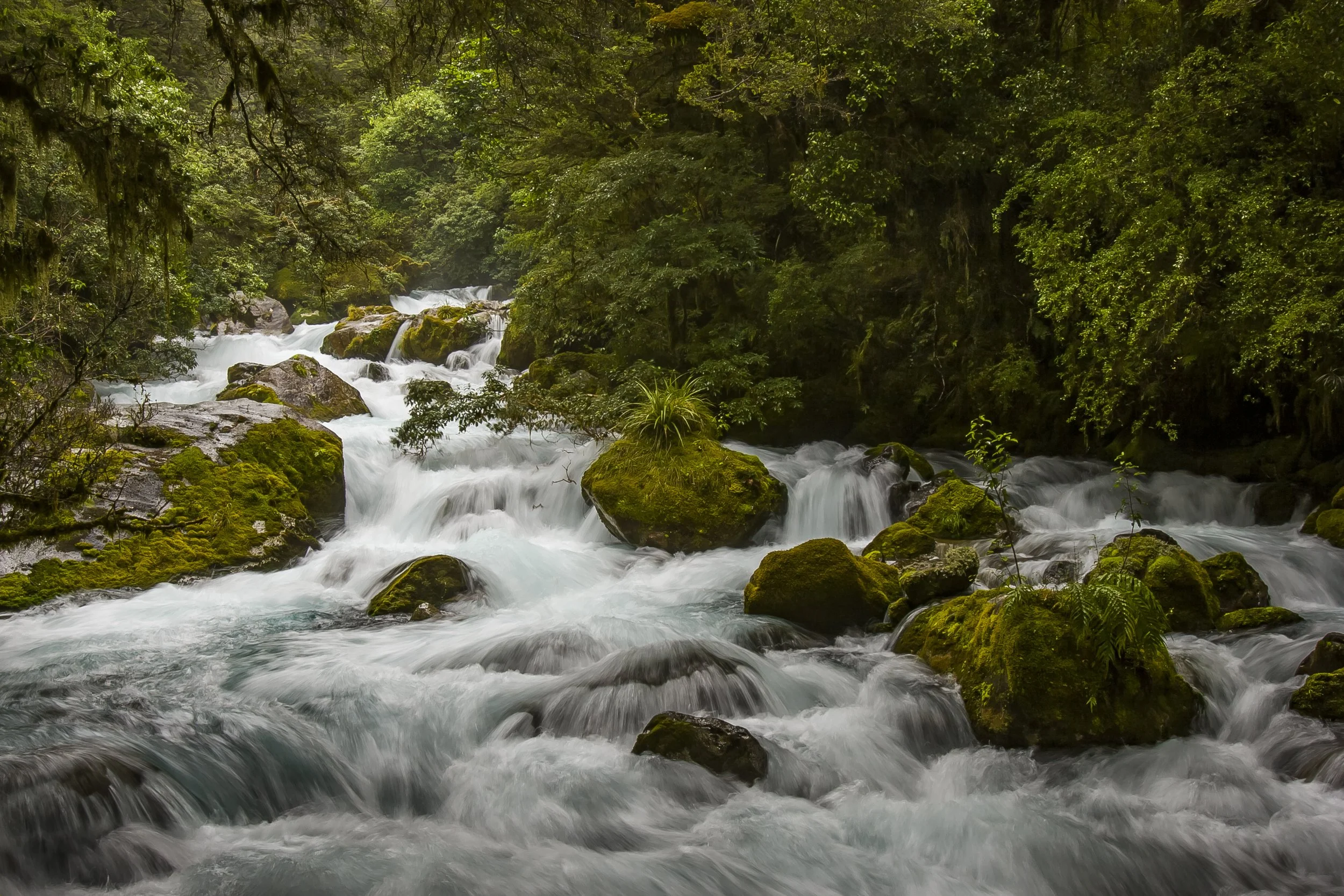 Marion Creek in Flood.jpg