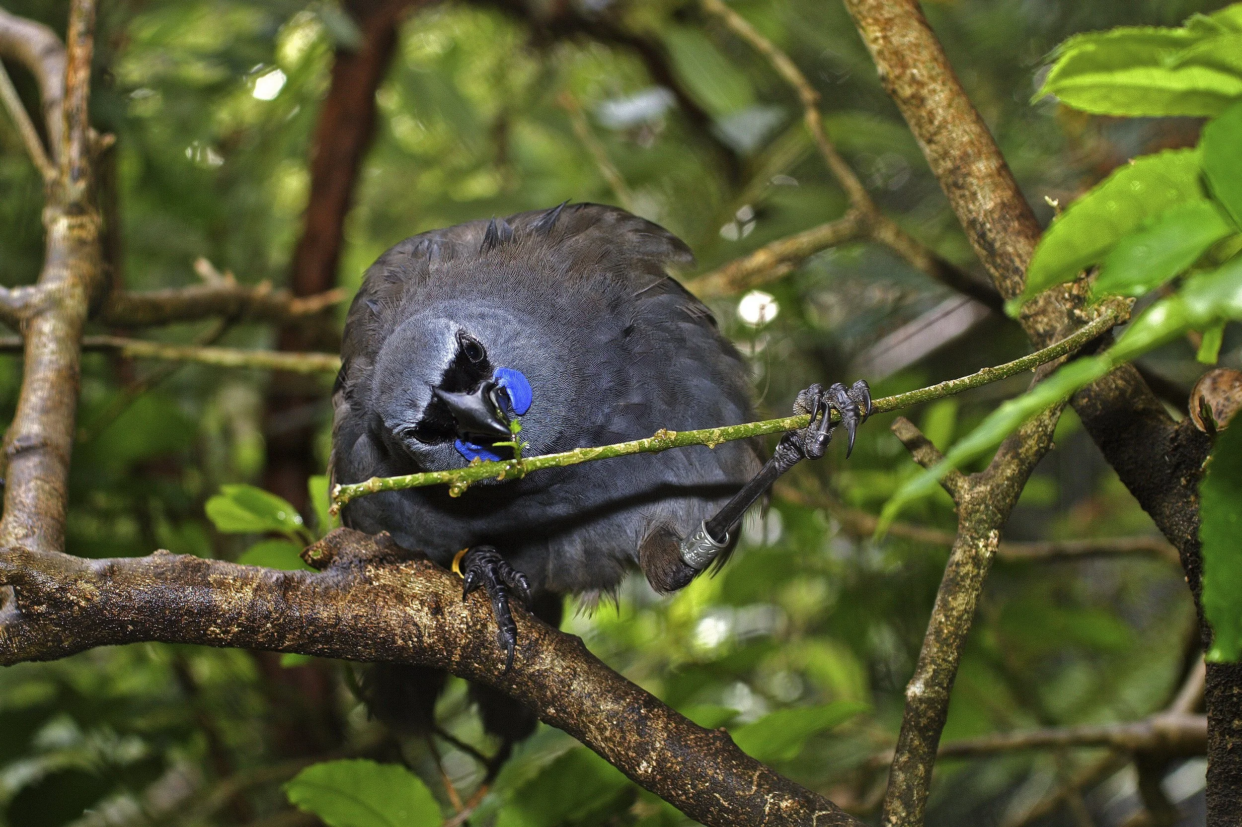 Kokako eating cropped_4852.jpg