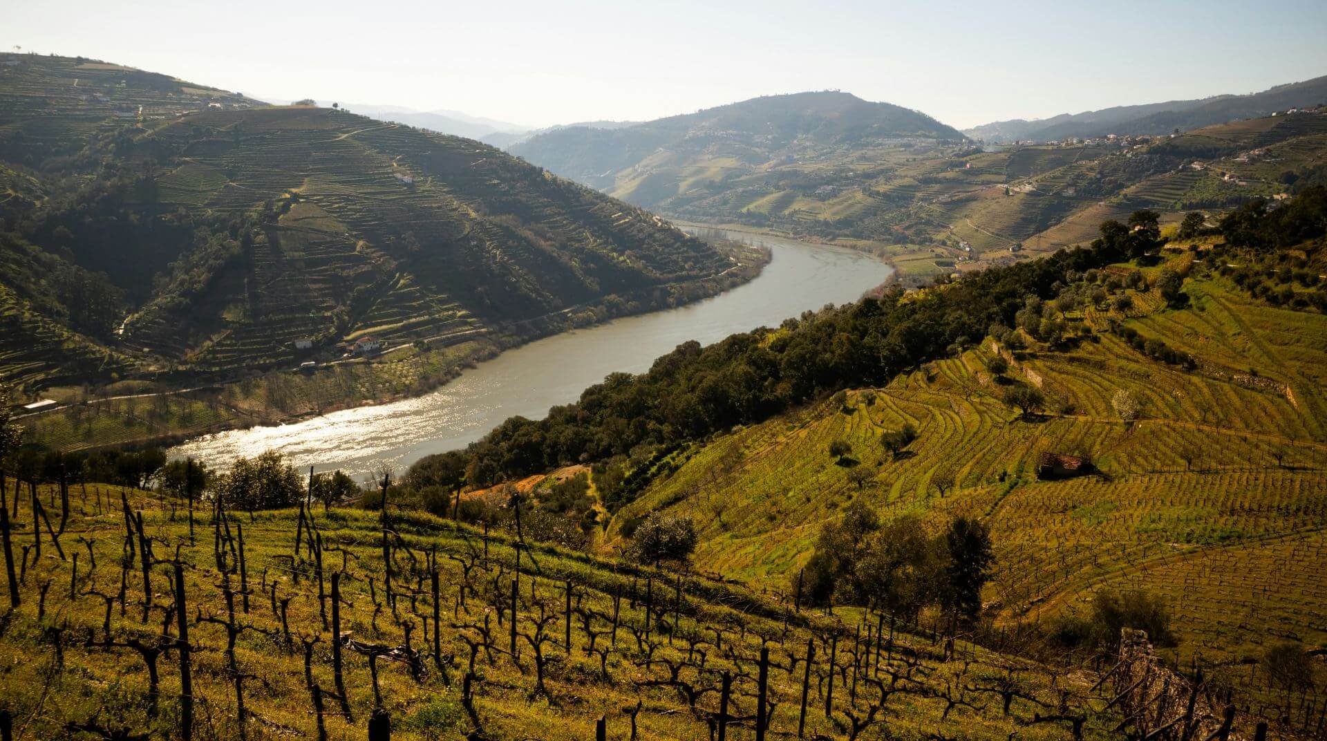 Vineyards on hilly terrain overlooking a winding river, with terraced hills and scattered trees under a clear sky.