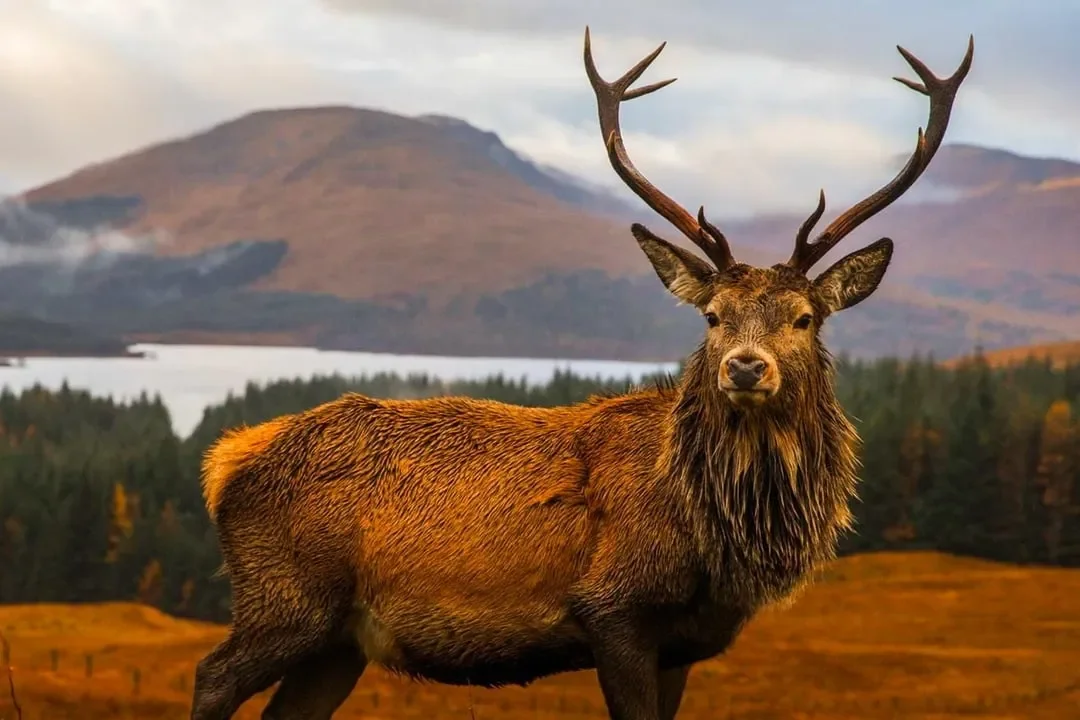 A large elk with prominent antlers standing in a scenic landscape with mountains and forest in the background.