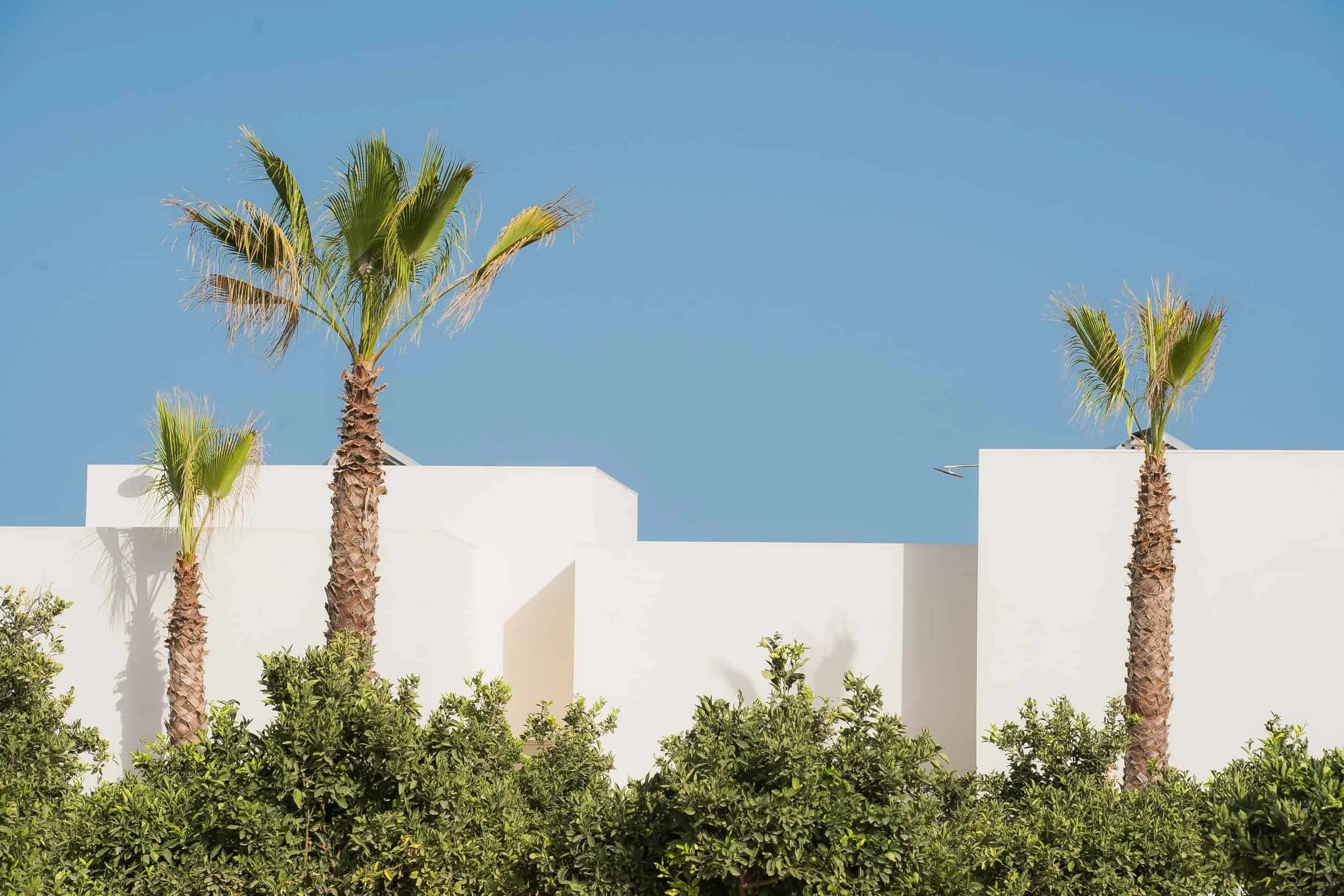 Multiple palm trees behind a white modern wall with green bushes at the base, under a clear blue sky.