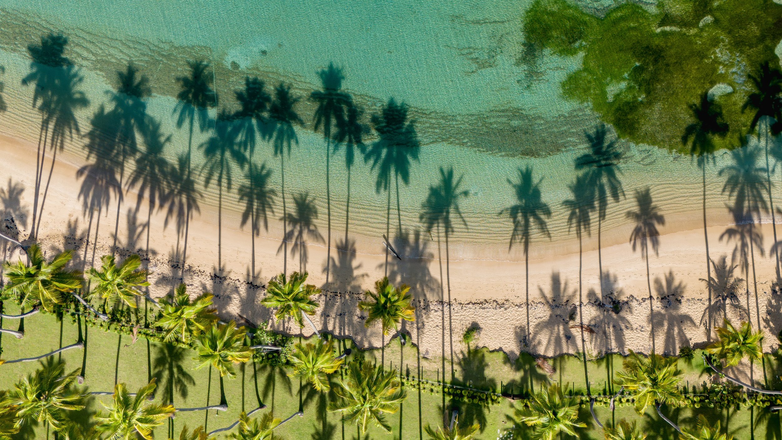 Where the Palms Touch the Sea