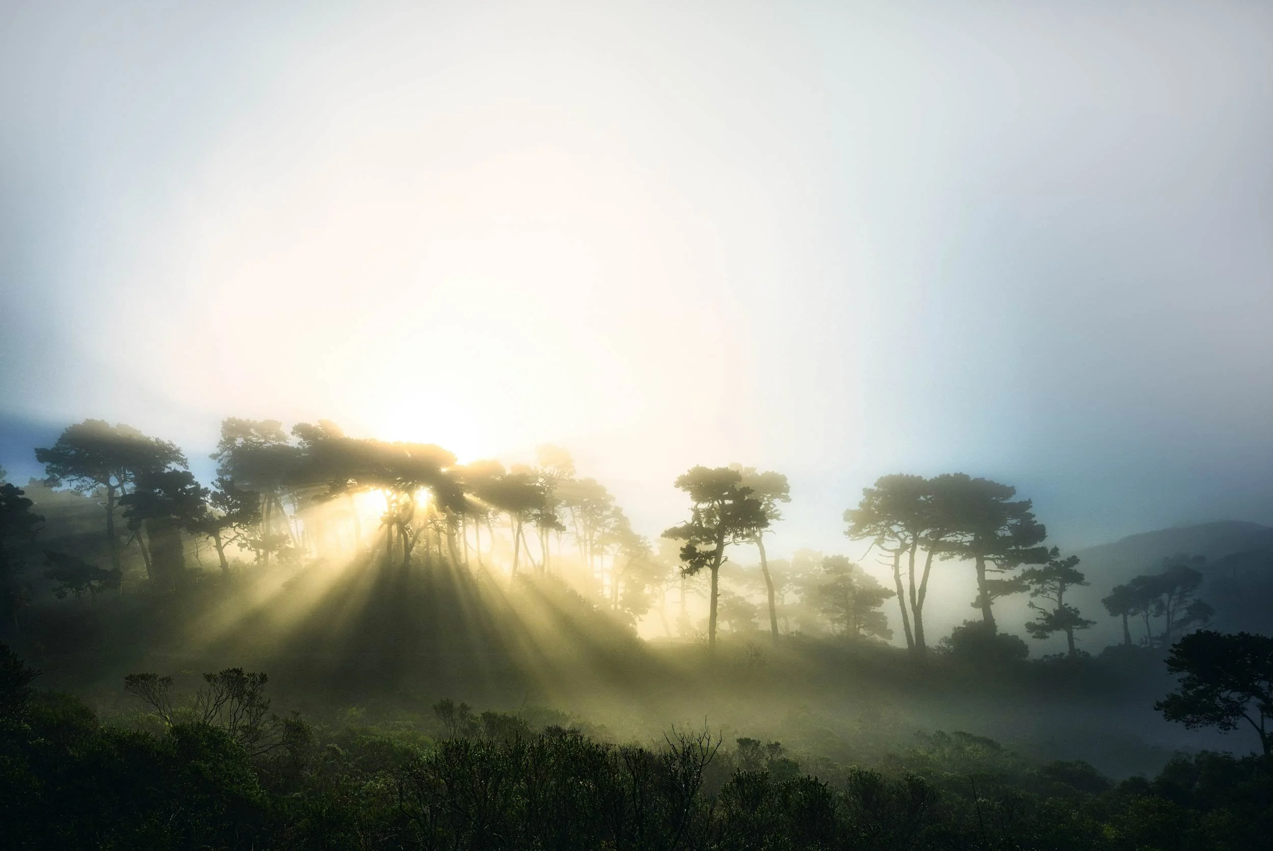 Sunlight streaming through tall trees over a misty forest landscape in the early morning.