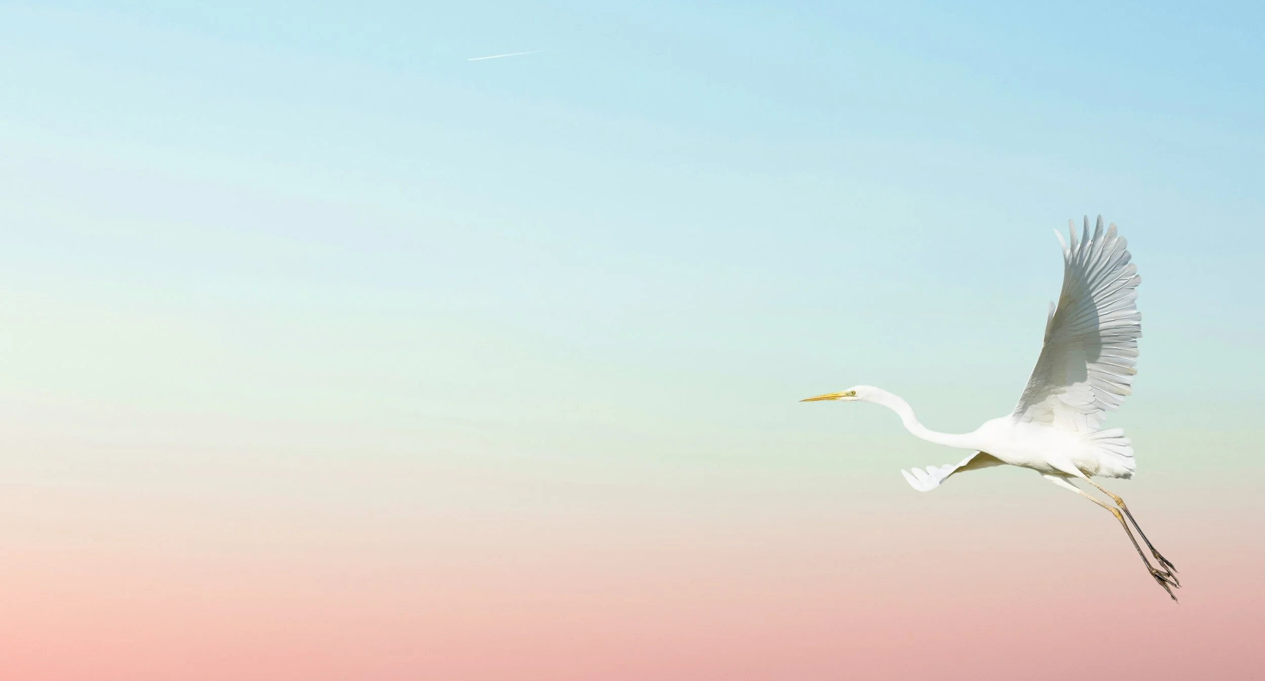 A white heron flying with its wings spread against a pastel sky background.